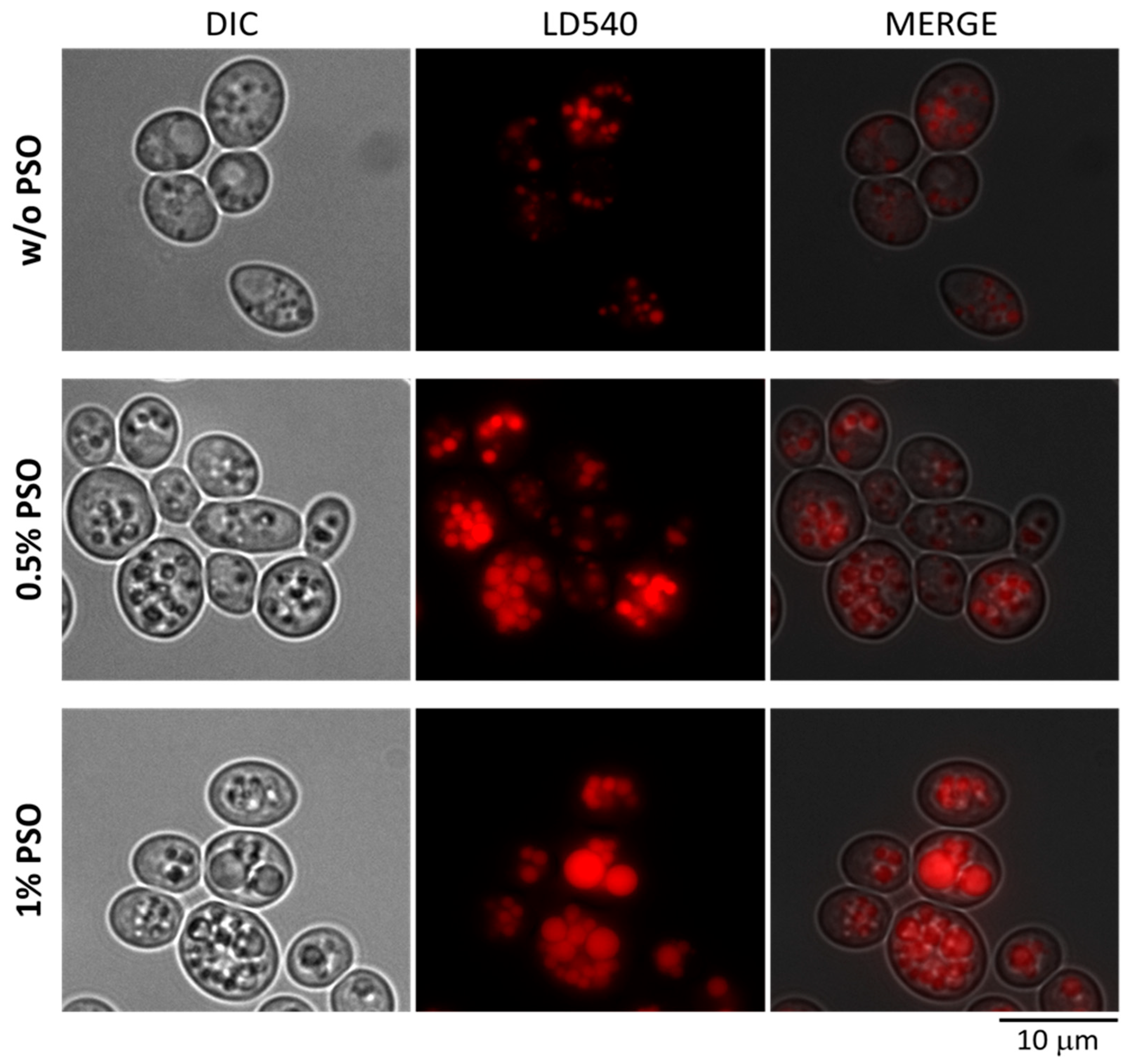 Ijms 24 08823 g003 Ijms 24 08823 g003