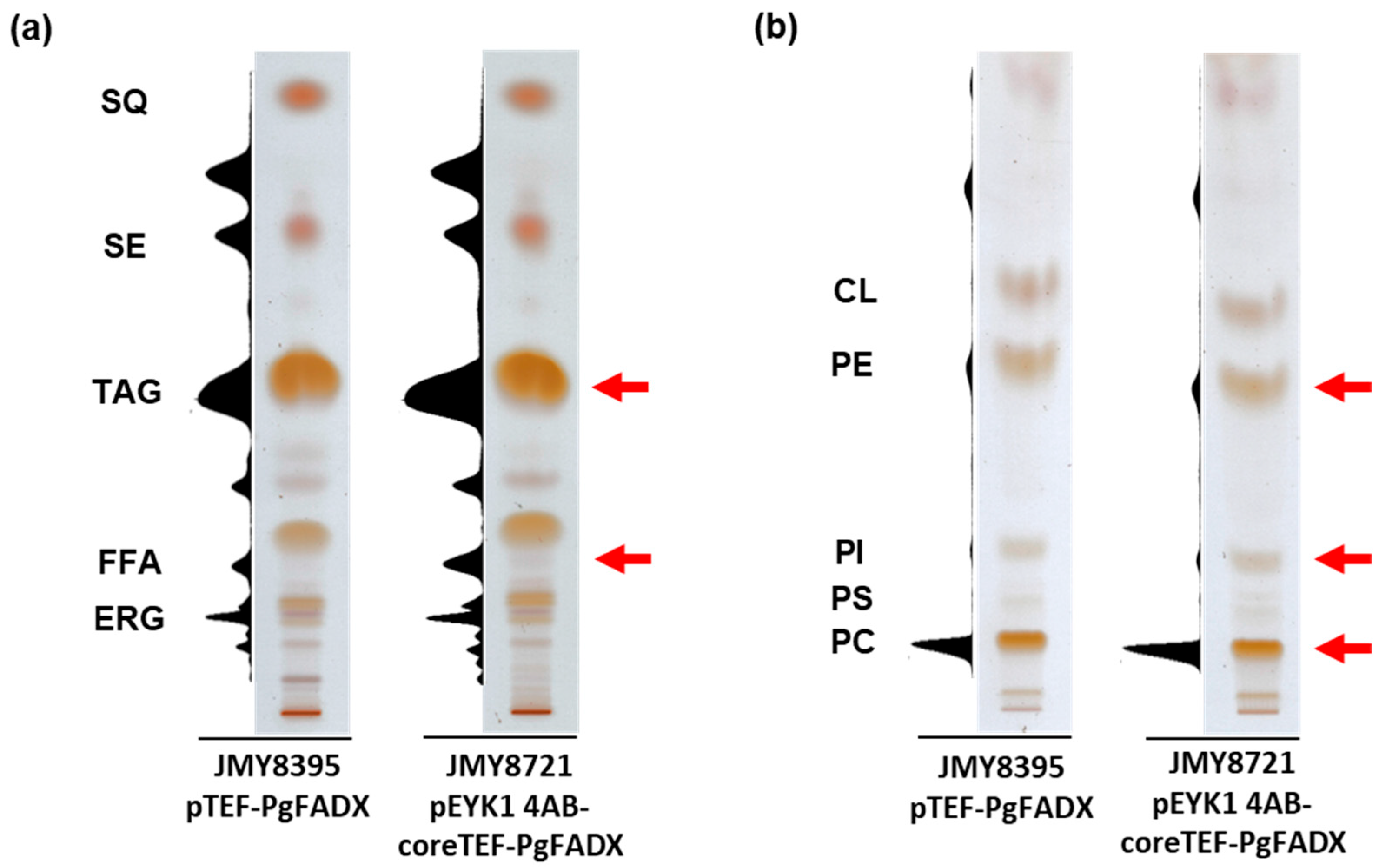 Ijms 24 08823 g004 Ijms 24 08823 g004