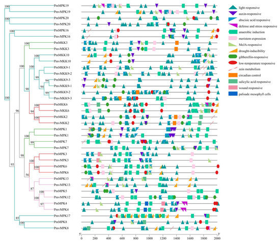 Genome-Wide Identification of the MAPK and MAPKK Gene Families in ...
