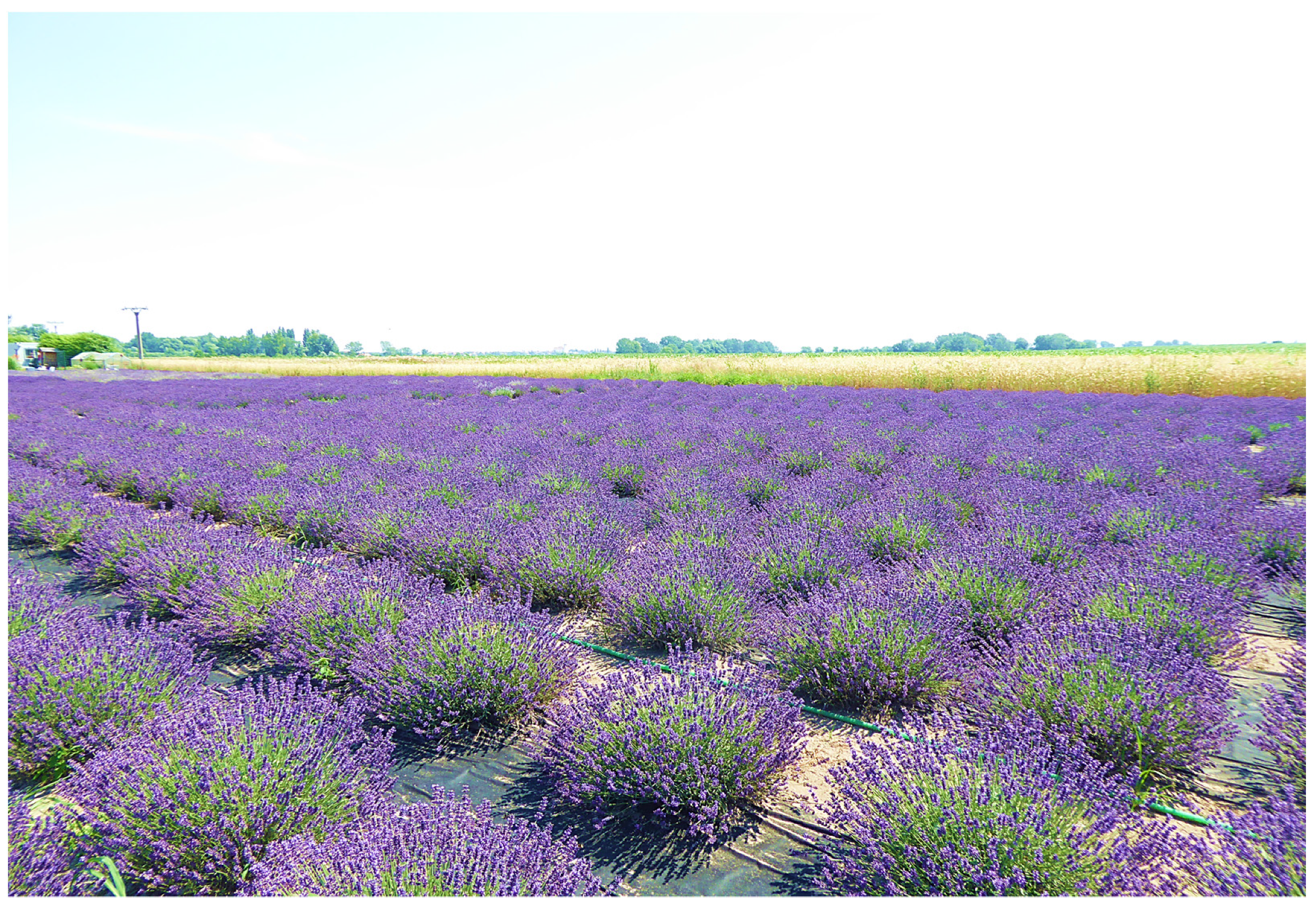 Lavandula Species, Their Bioactive Phytochemicals, and Their