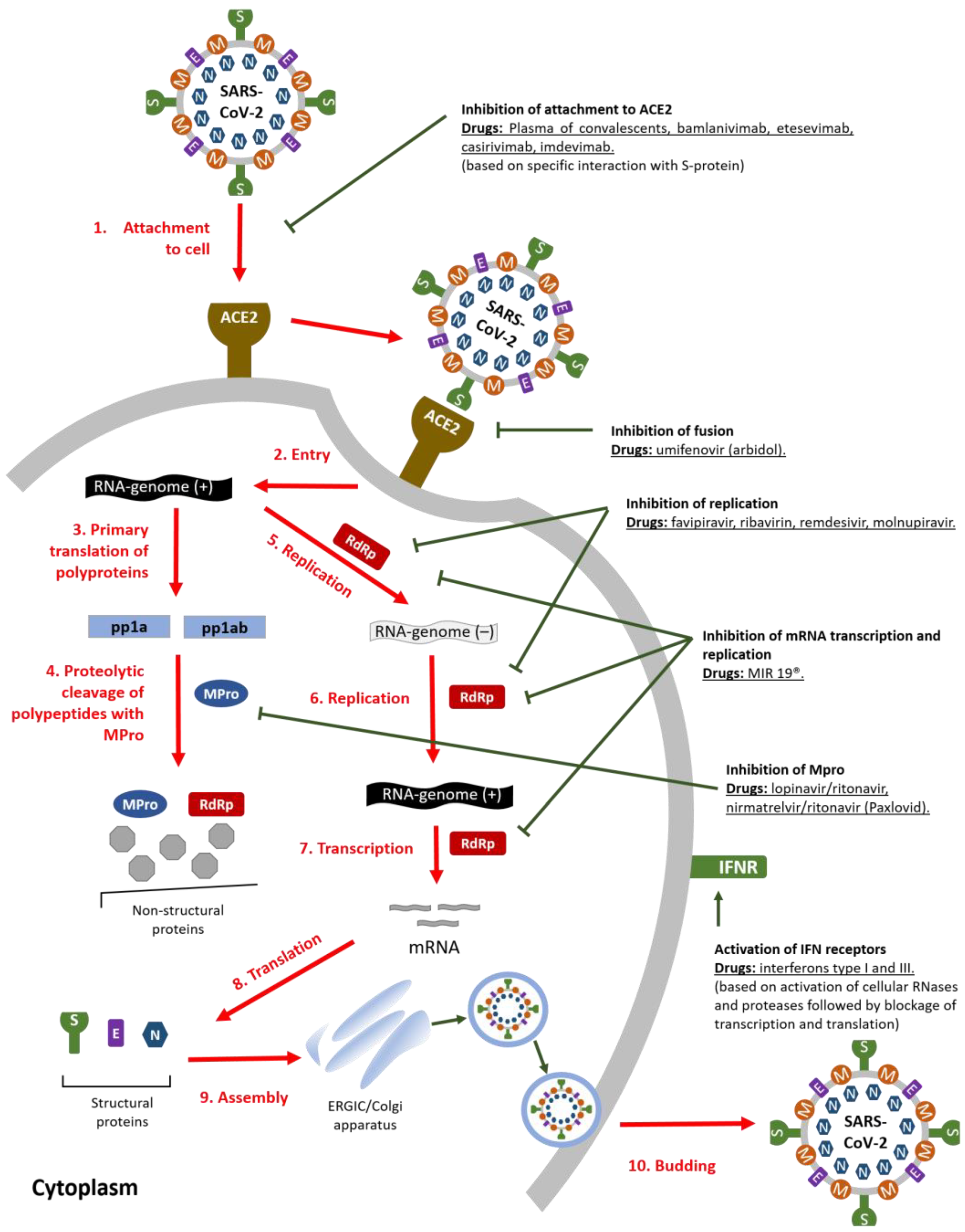 Single-dose therapeutic interfering particle lowers SARS-CoV-2 pathogenesis  and shedding among hamsters