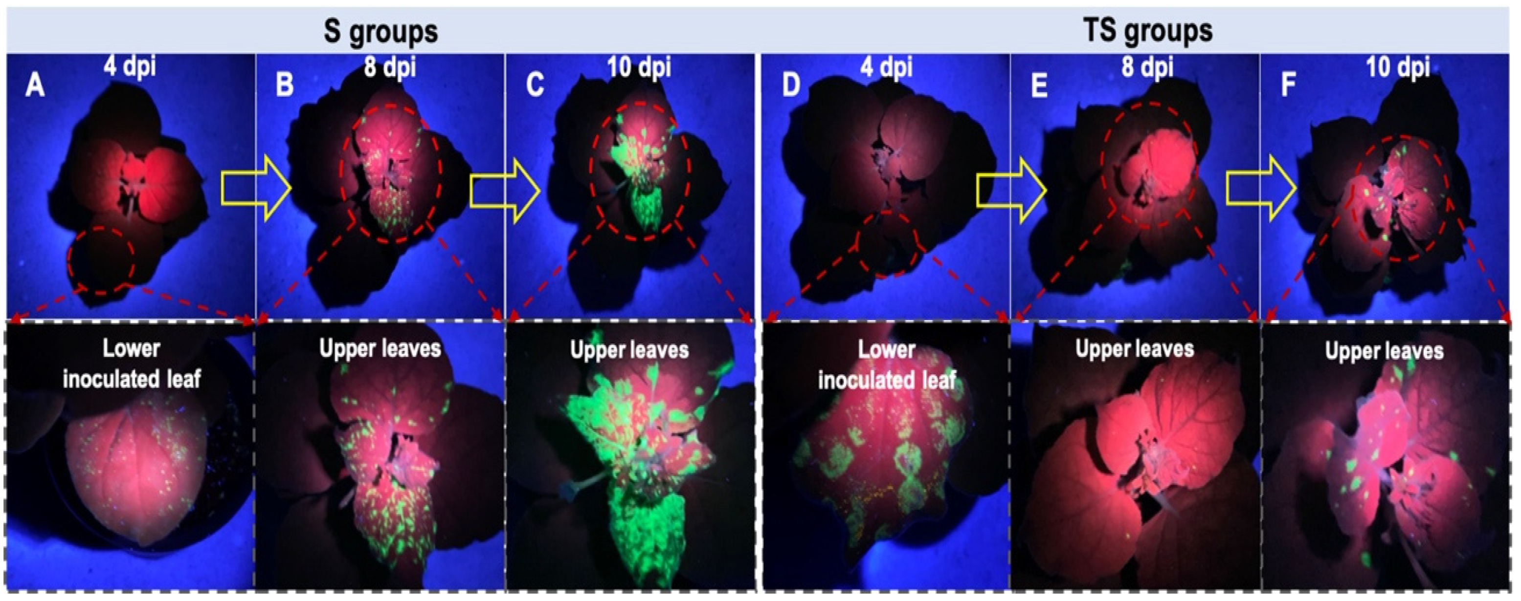 Ijms 24 08881 g004 Ijms 24 08881 g004