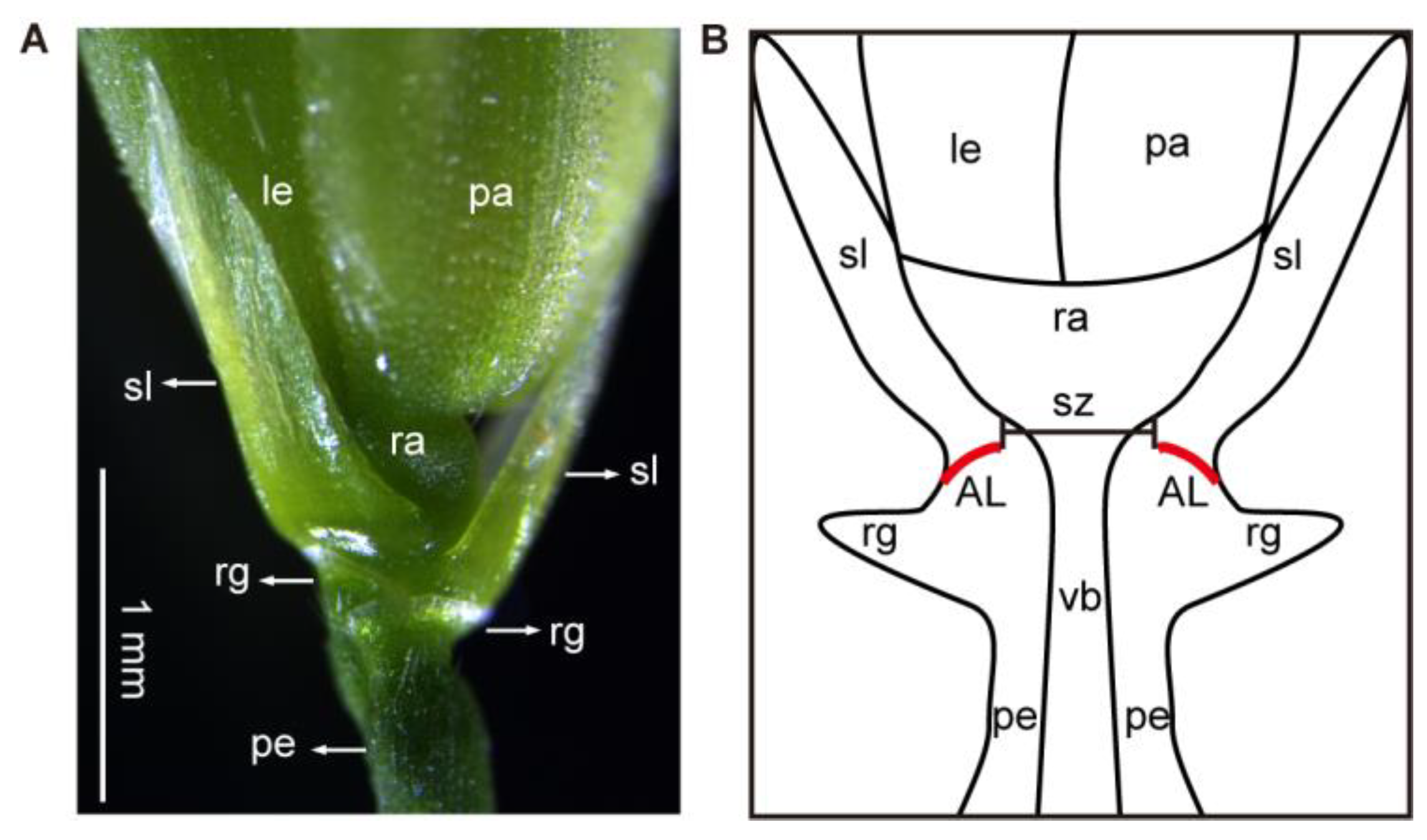 Ijms 24 08889 g001 Ijms 24 08889 g001