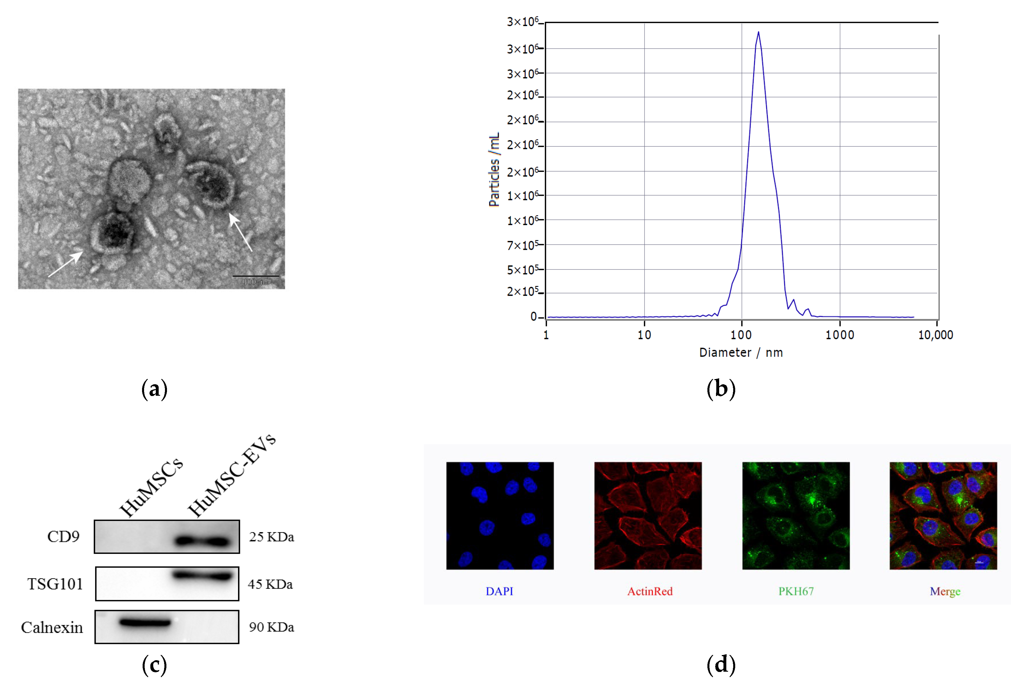 Ijms 24 08899 g001 Ijms 24 08899 g001