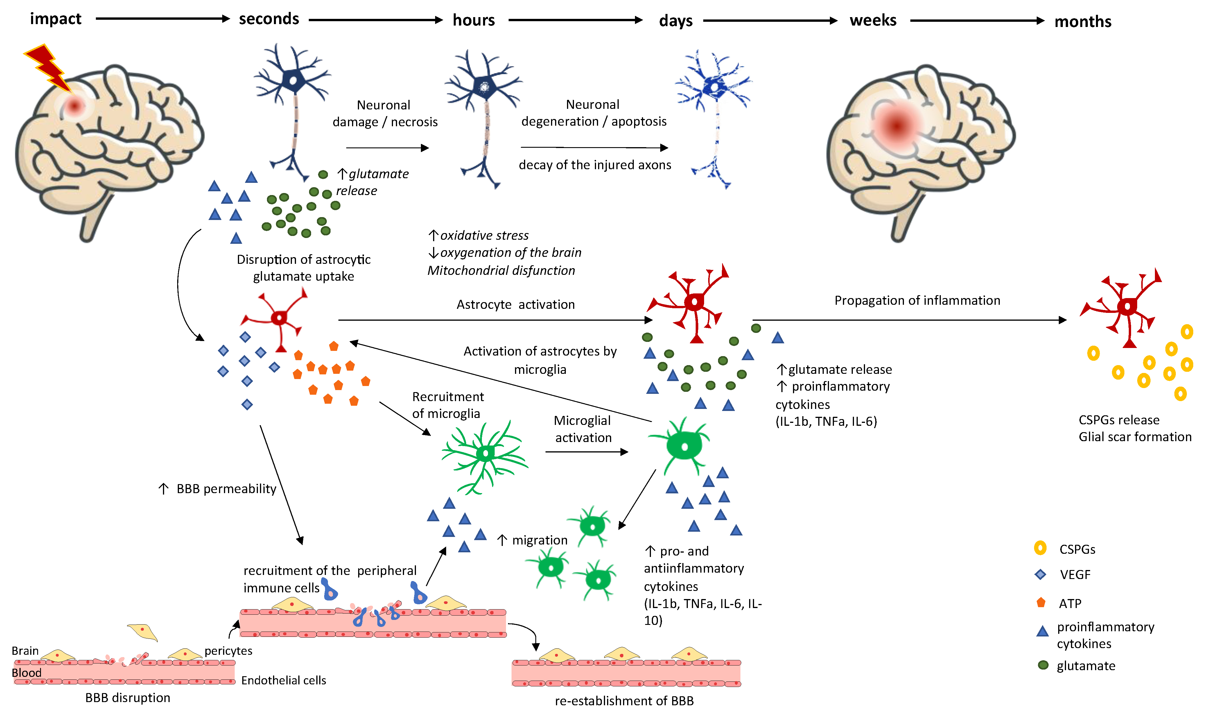 Ijms 24 08908 g002 Ijms 24 08908 g002