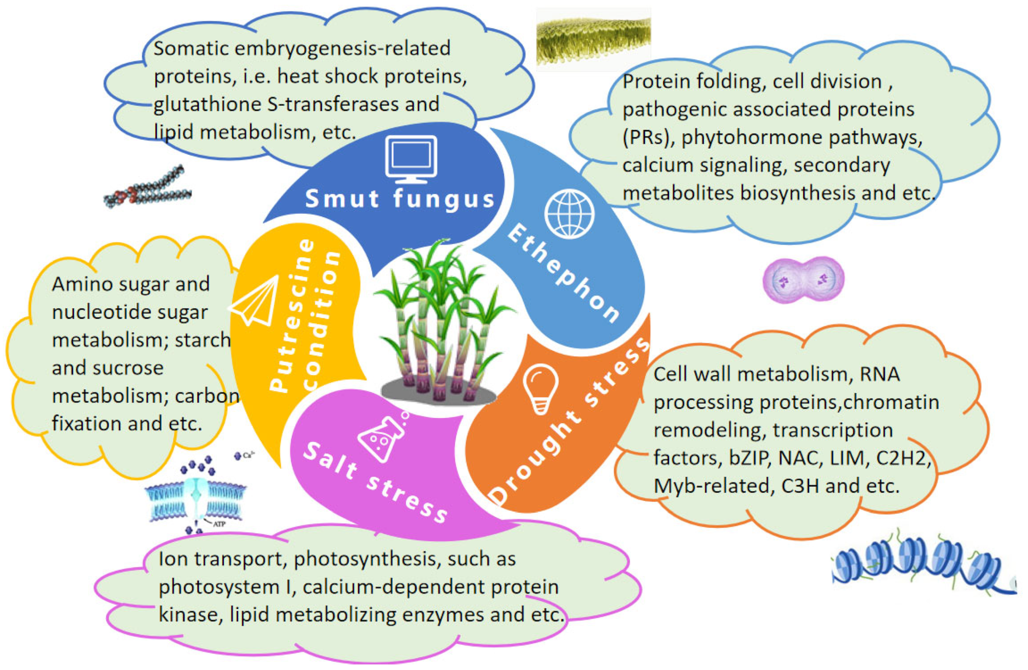 Ijms 24 08913 g004 Ijms 24 08913 g004