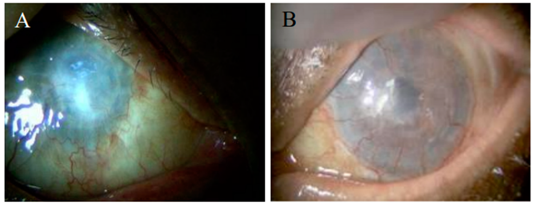 Ijms 24 08926 g001 Ijms 24 08926 g001