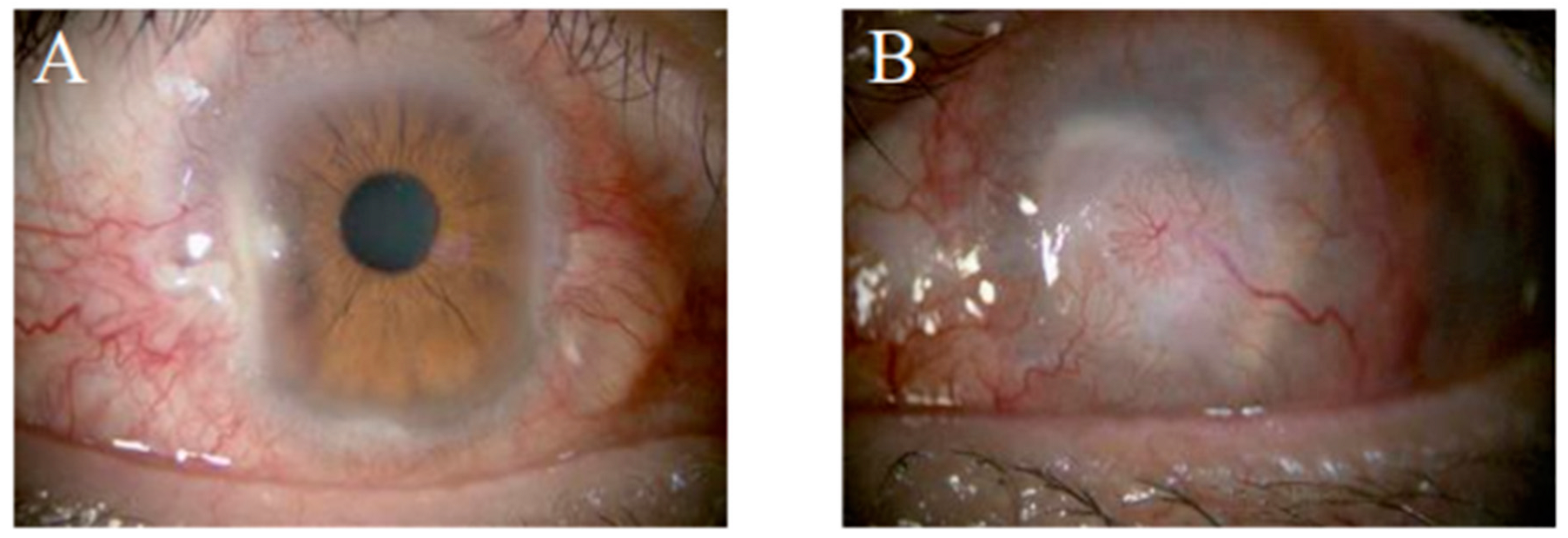 Ijms 24 08926 g004 Ijms 24 08926 g004