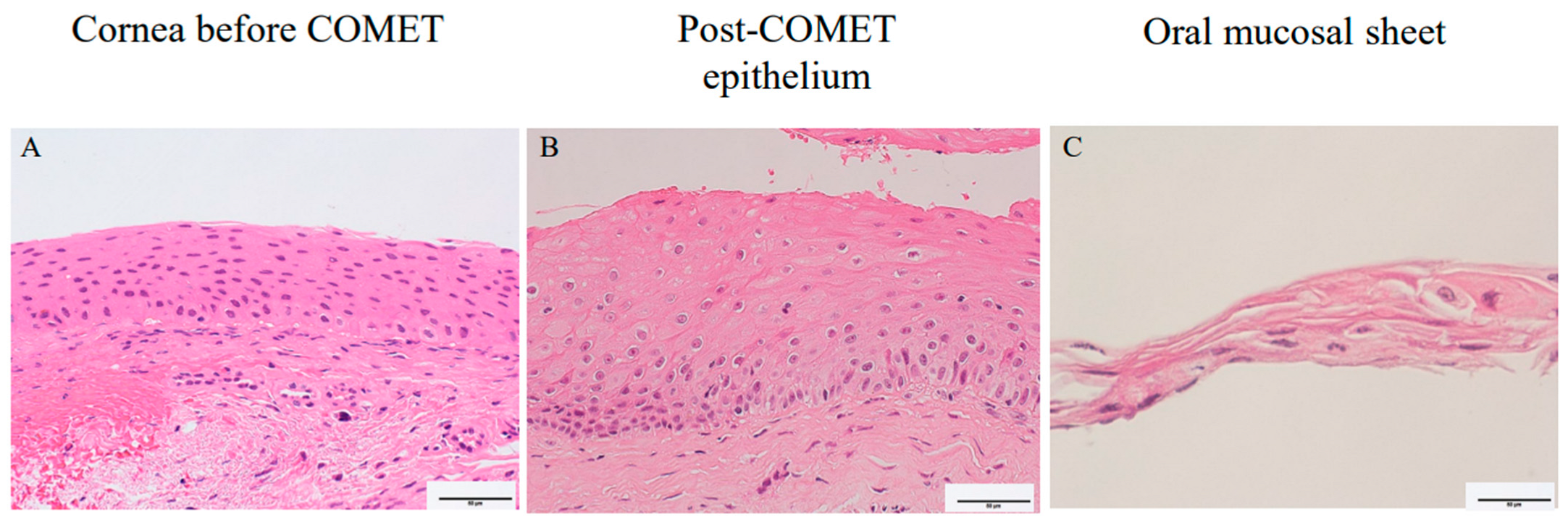 Ijms 24 08926 g006 Ijms 24 08926 g006