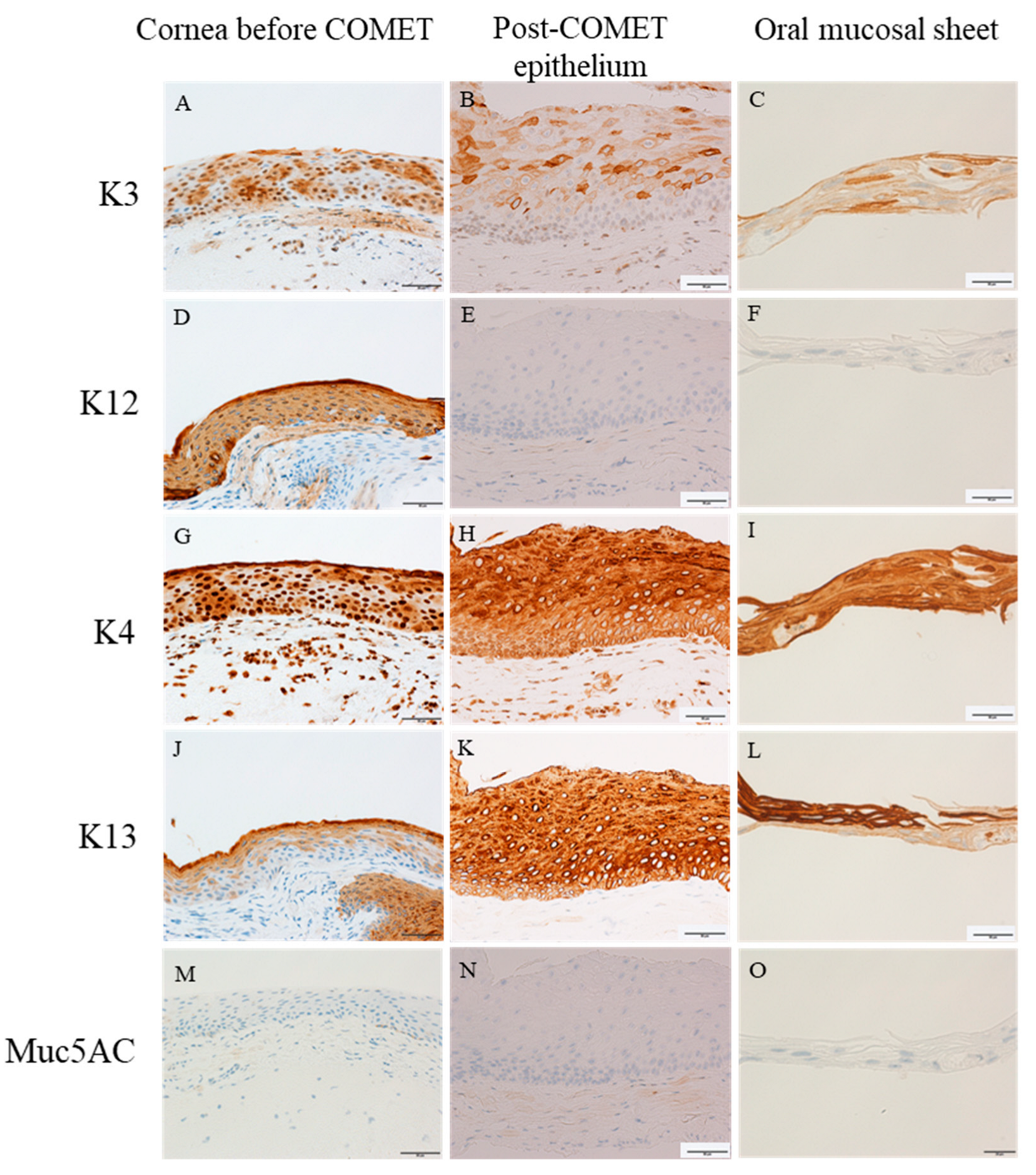 Ijms 24 08926 g007 Ijms 24 08926 g007