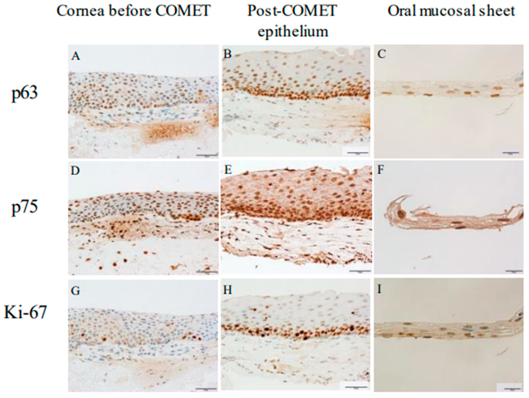 Ijms 24 08926 g008 Ijms 24 08926 g008