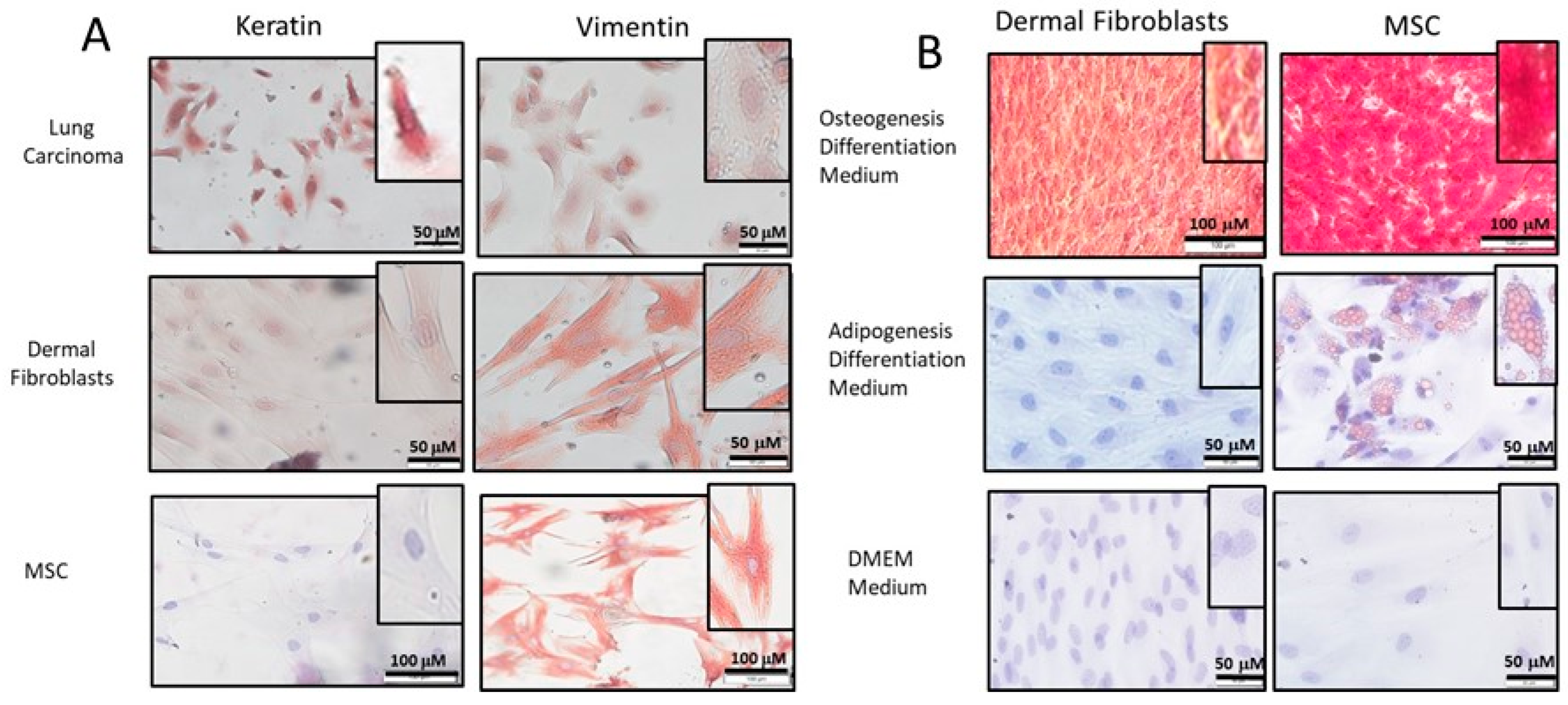 Ijms 24 08927 g001 Ijms 24 08927 g001