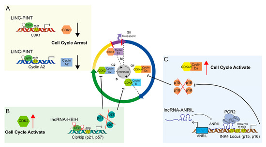 Regulation of the Cell Cycle by ncRNAs Affects the Efficiency of CDK4/6 ...