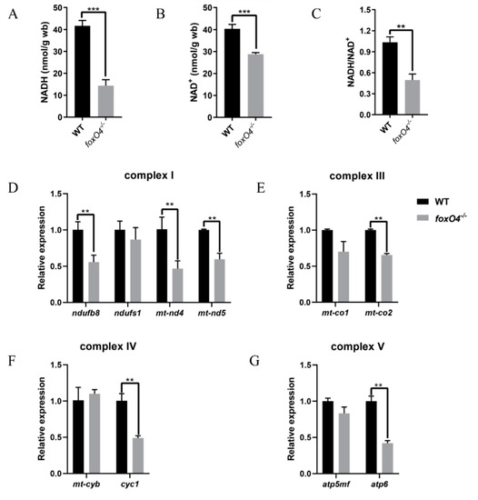 Deletion of the foxO4 Gene Increases Hypoxia Tolerance in Zebrafish