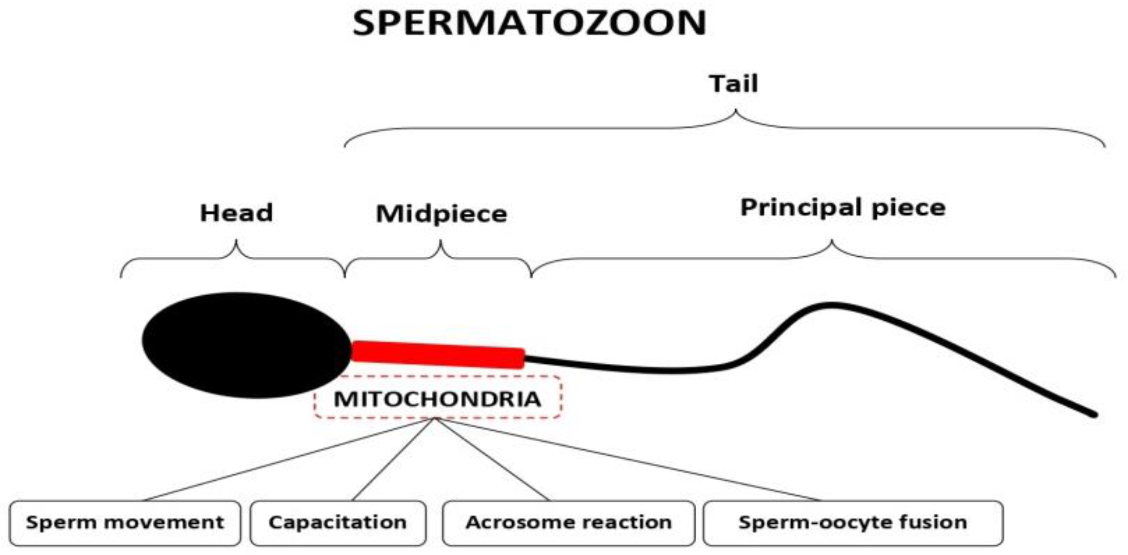 Ijms 24 08950 g001 Ijms 24 08950 g001