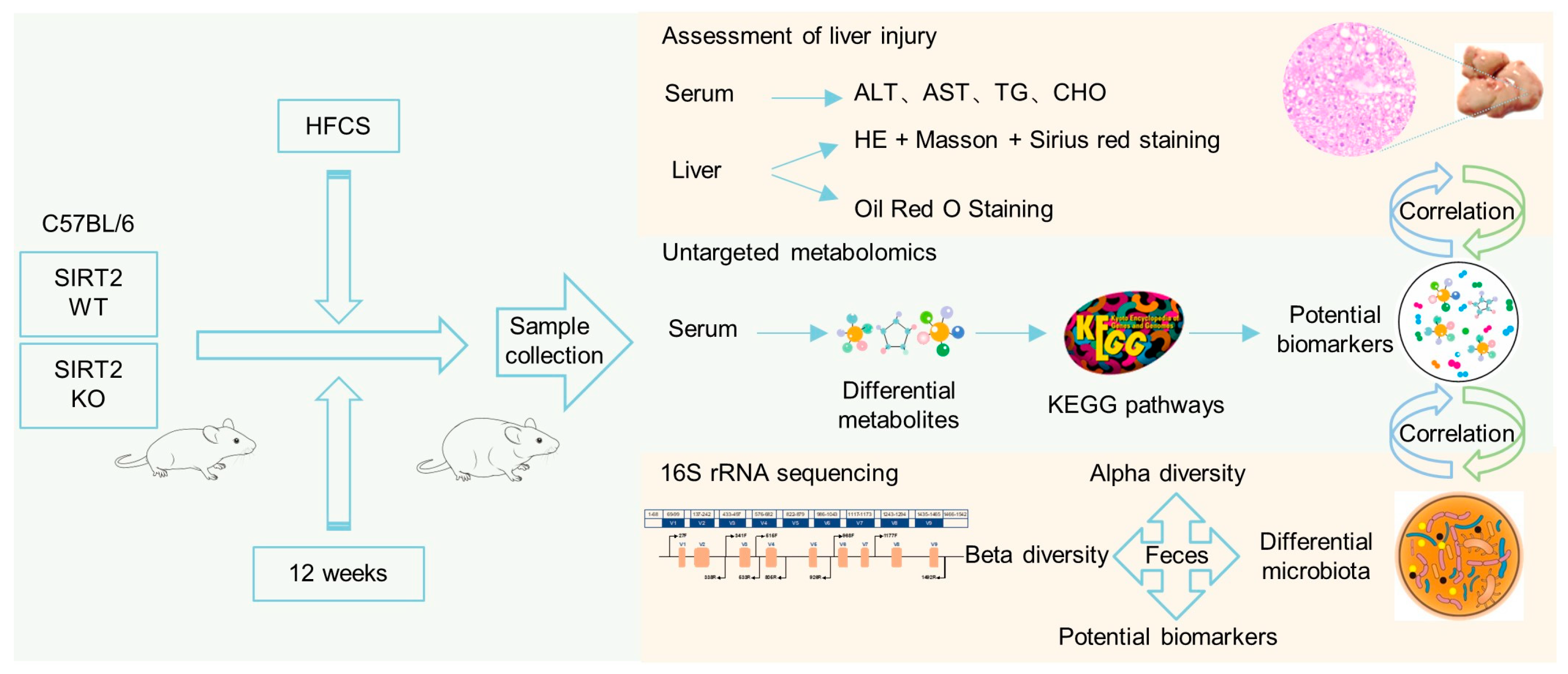 Ijms 24 08970 g001 Ijms 24 08970 g001