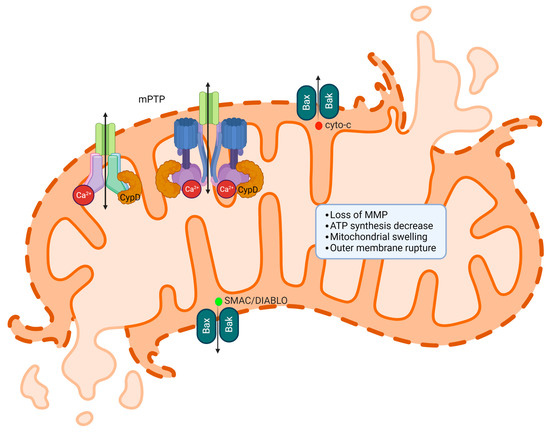 Calcium's Role in Orchestrating Cancer Apoptosis