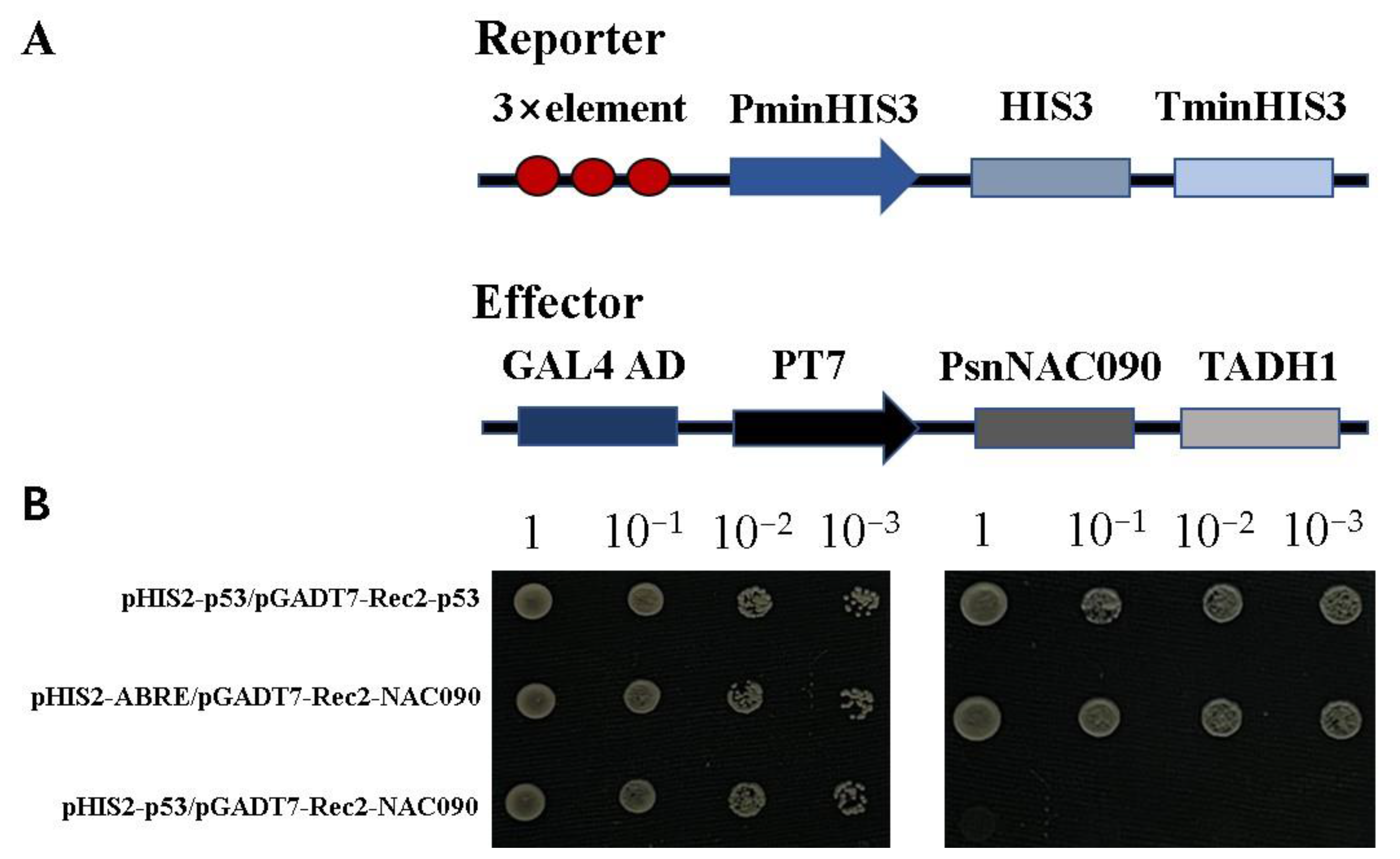Ijms 24 08985 g006 Ijms 24 08985 g006