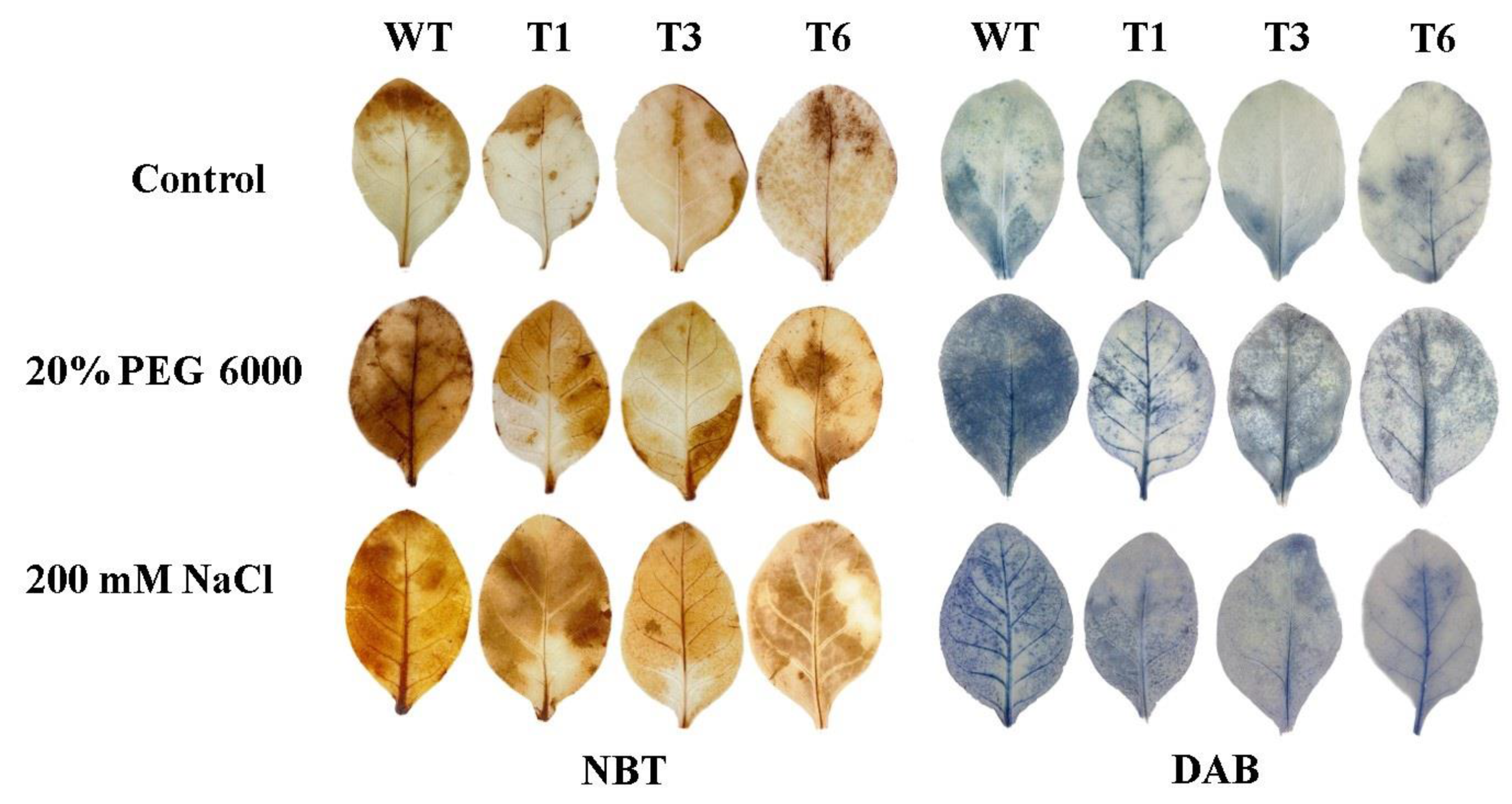 Ijms 24 08985 g008 Ijms 24 08985 g008