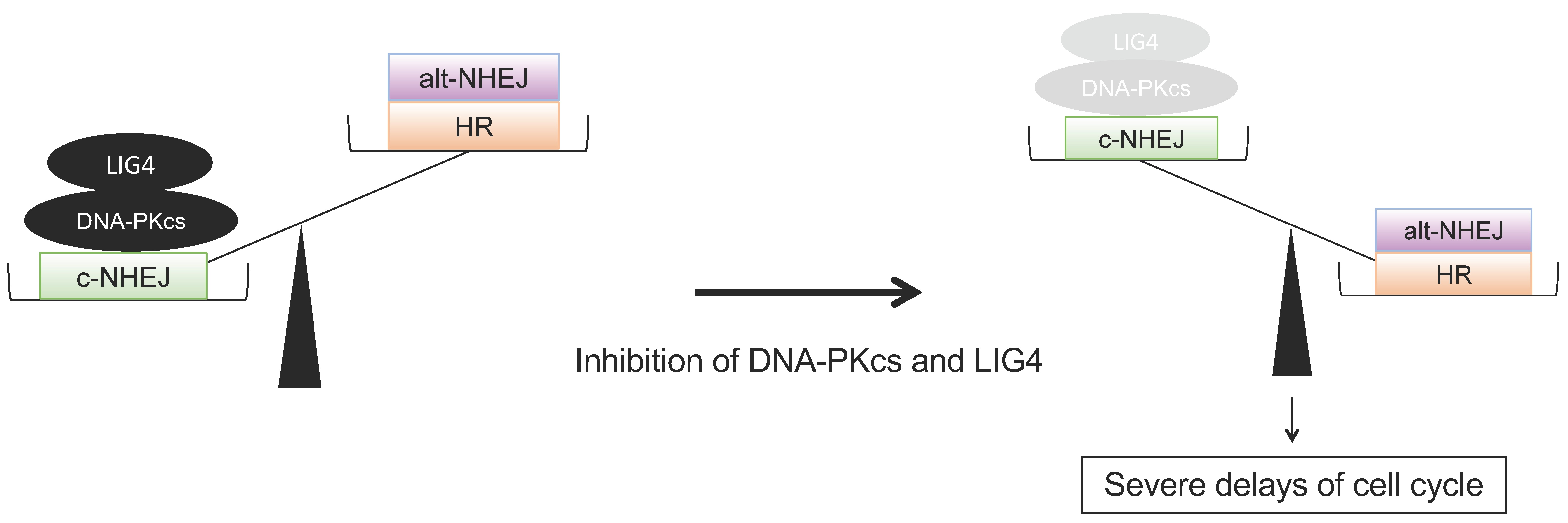 Ijms 24 09012 g004 Ijms 24 09012 g004