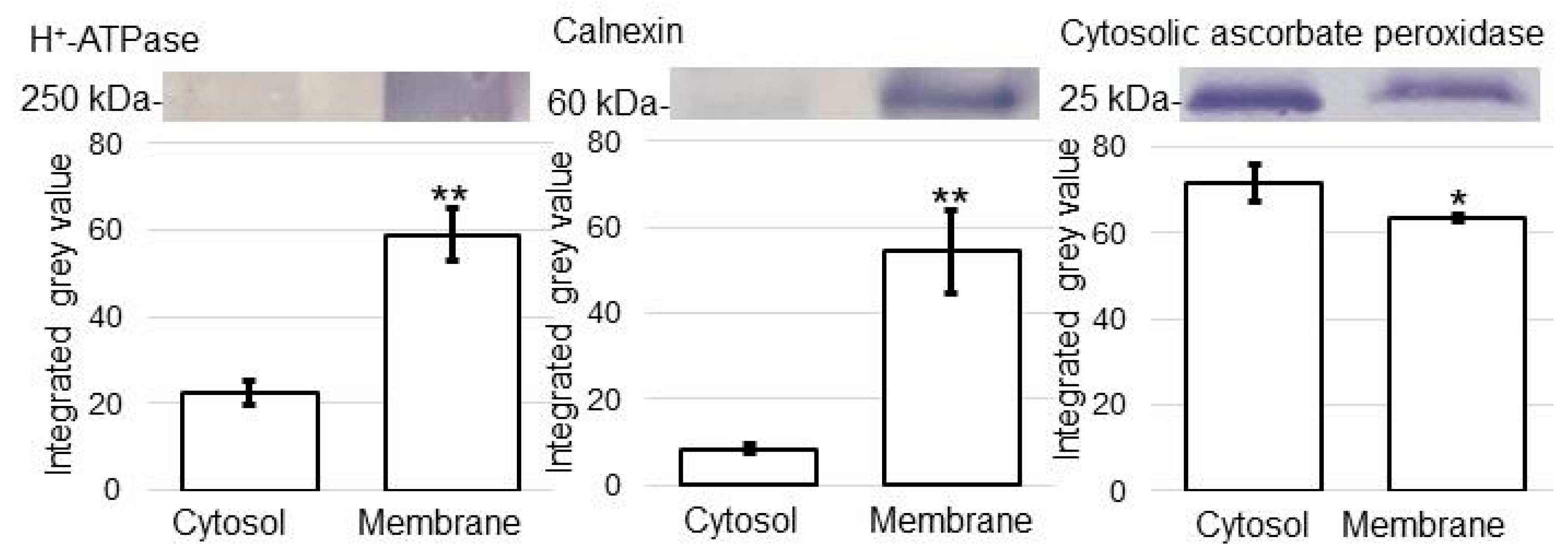 Ijms 24 09014 g001 Ijms 24 09014 g001