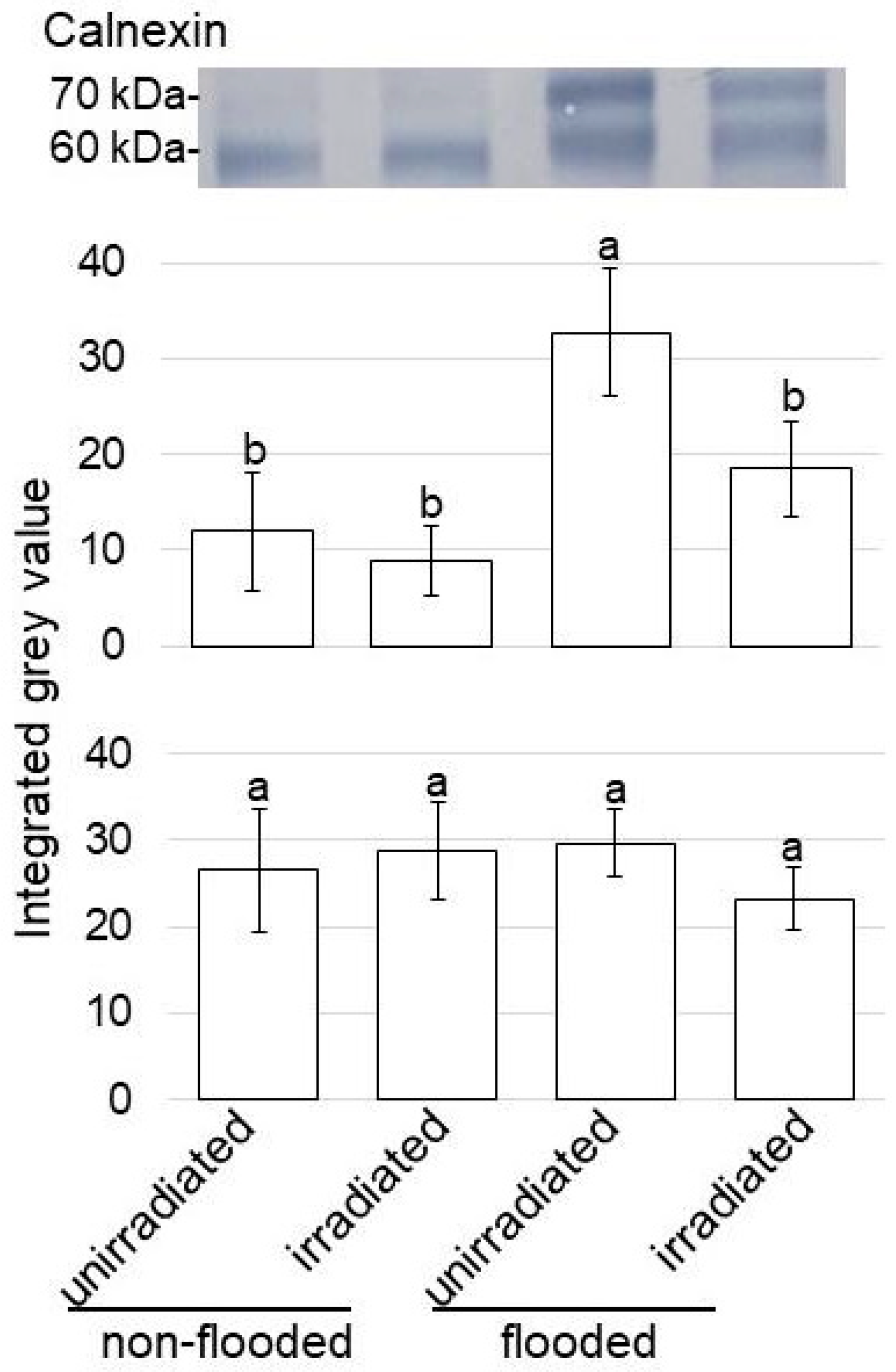 Ijms 24 09014 g005 Ijms 24 09014 g005