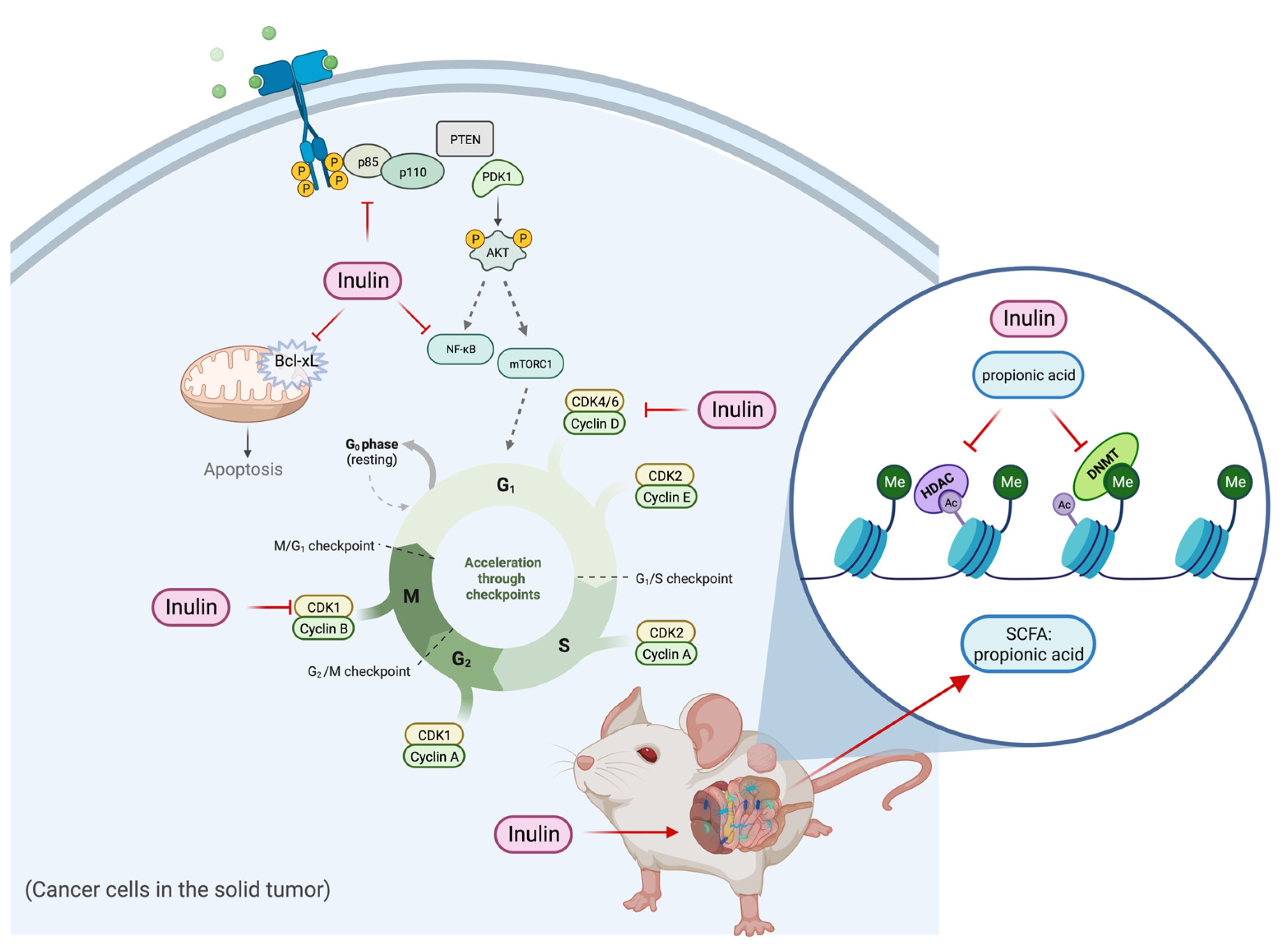 Ijms 24 09015 g012 Ijms 24 09015 g012
