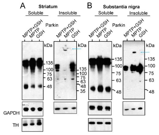 Parkin Precipitates on Mitochondria via Aggregation and Autoubiquitination