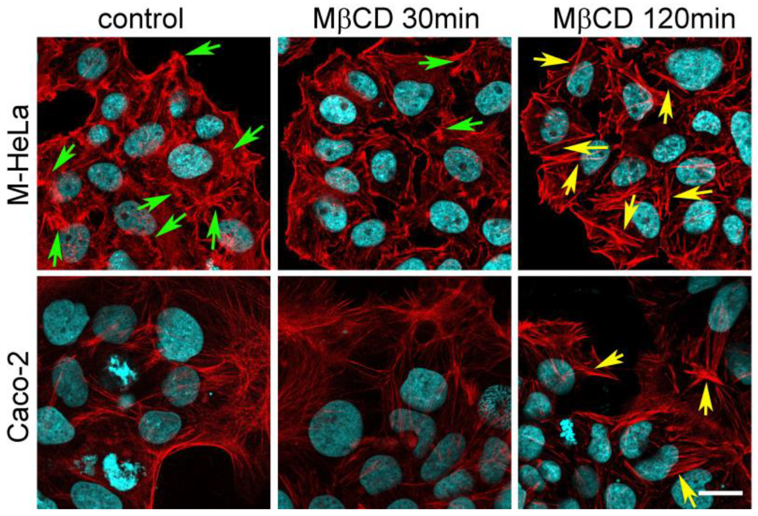 Ijms 24 09029 g002 Ijms 24 09029 g002