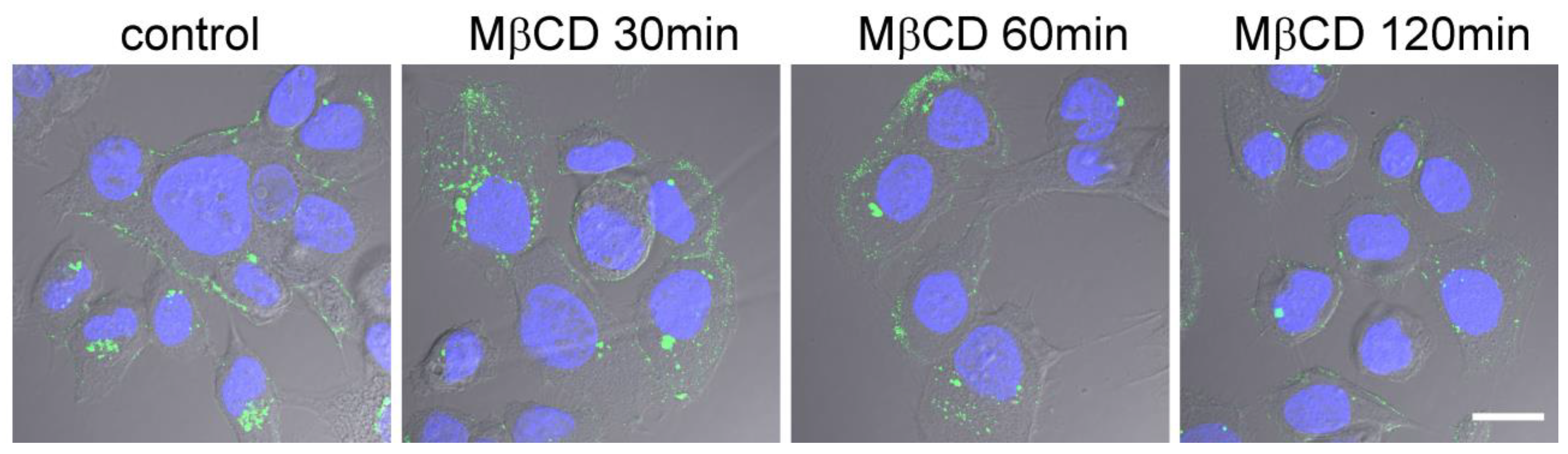 Ijms 24 09029 g004 Ijms 24 09029 g004