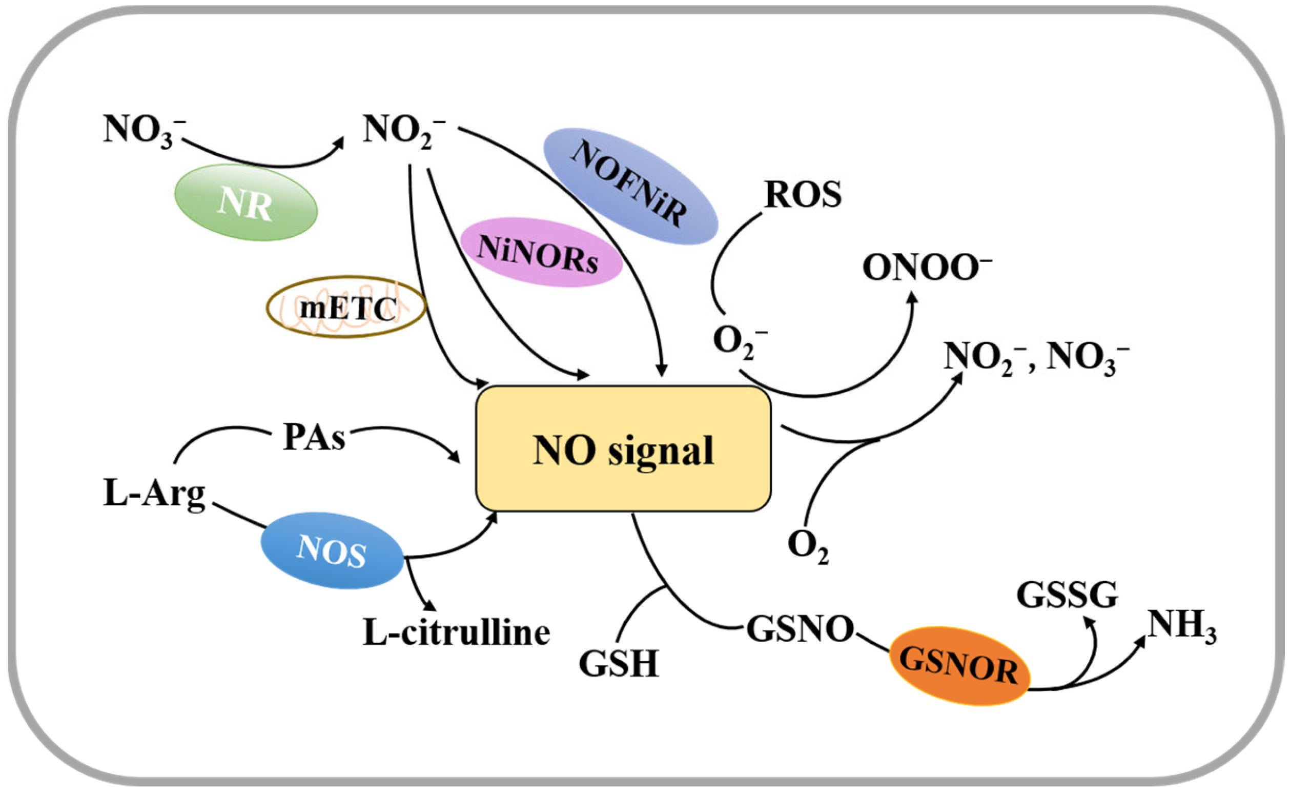 IJMS Free FullText Nitric Oxide Regulates Seed Germination by