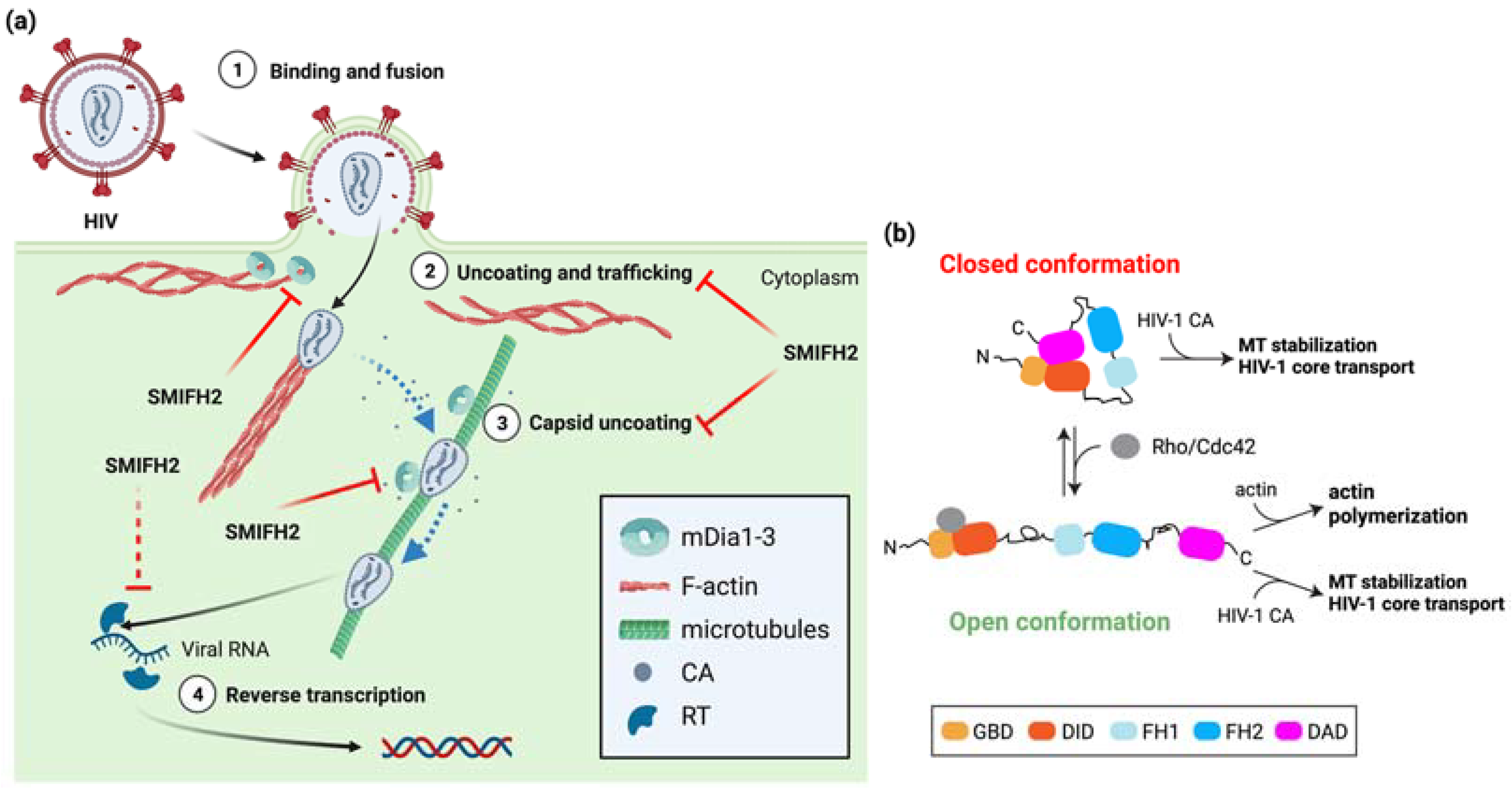 Ijms 24 09058 g003 Ijms 24 09058 g003