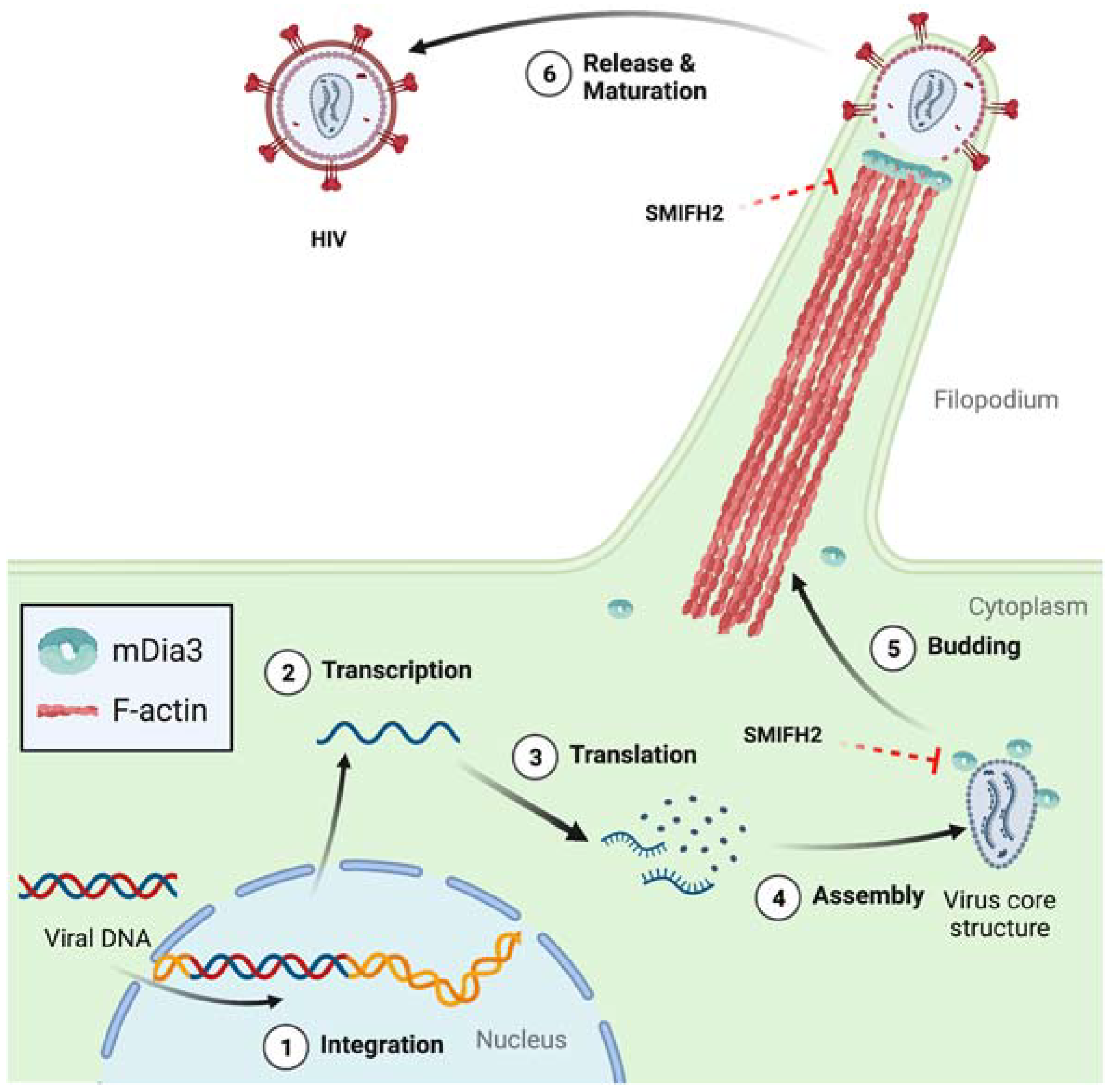 Ijms 24 09058 g004 Ijms 24 09058 g004