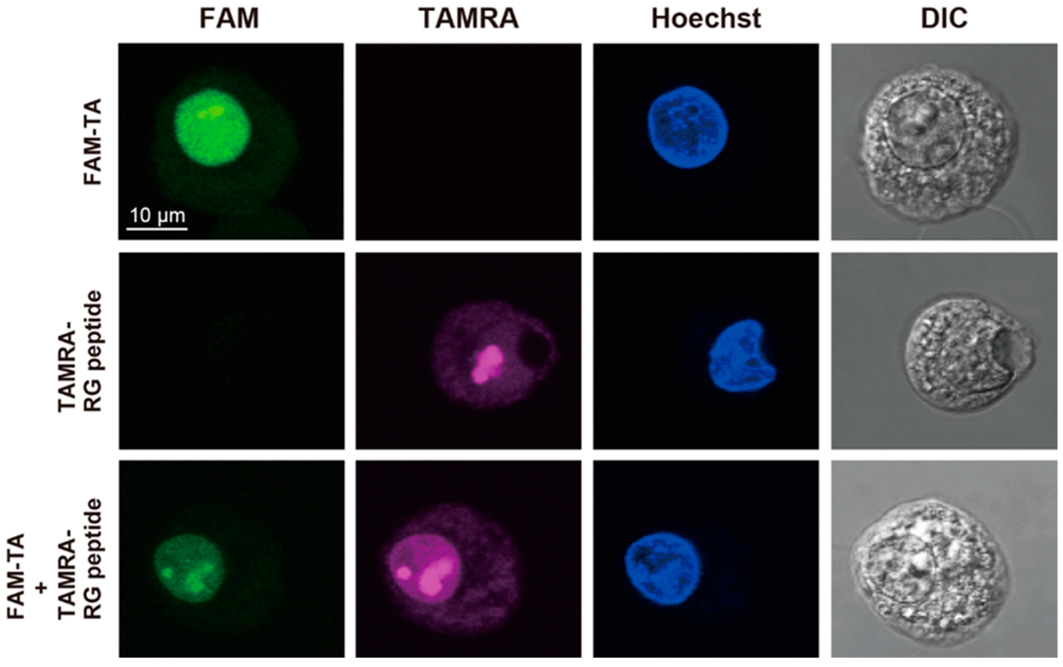 Ijms 24 09069 g005 Ijms 24 09069 g005