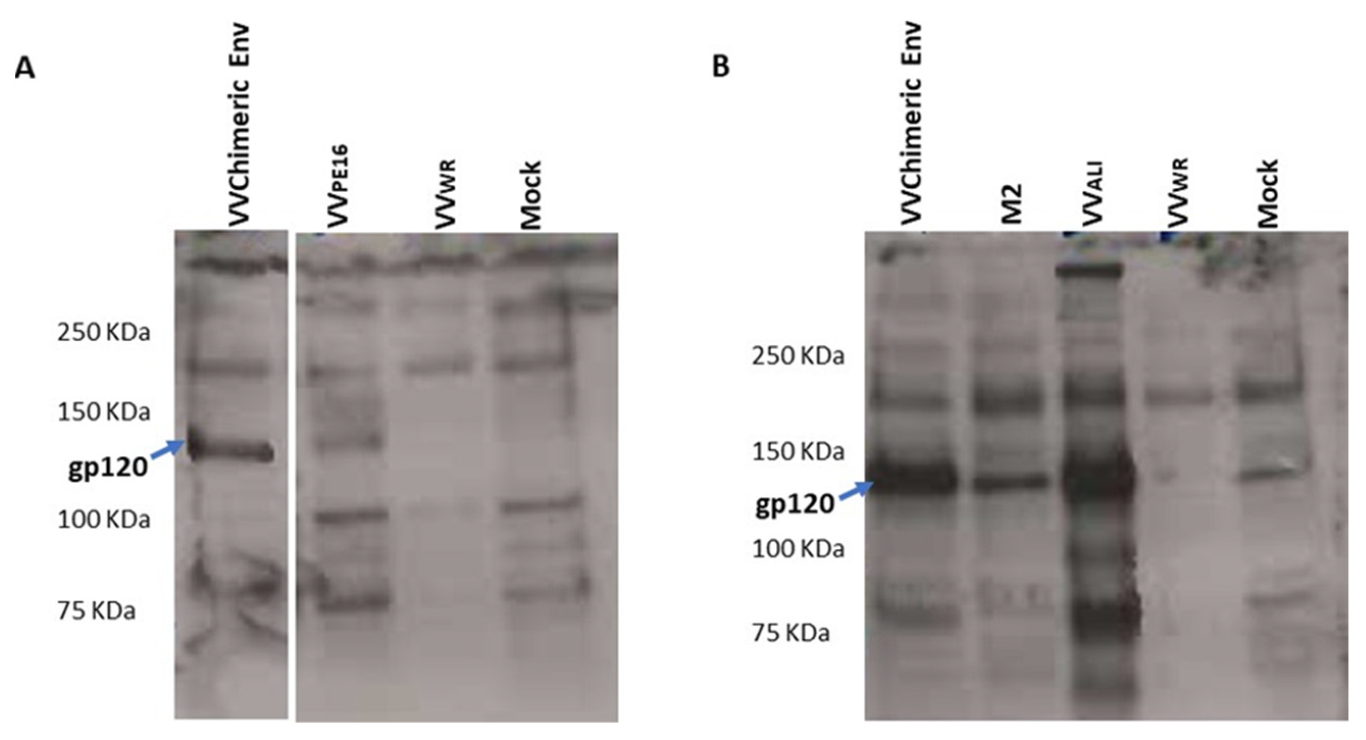 IJMS Free FullText An HIV1/HIV2 Chimeric Envelope Glycoprotein