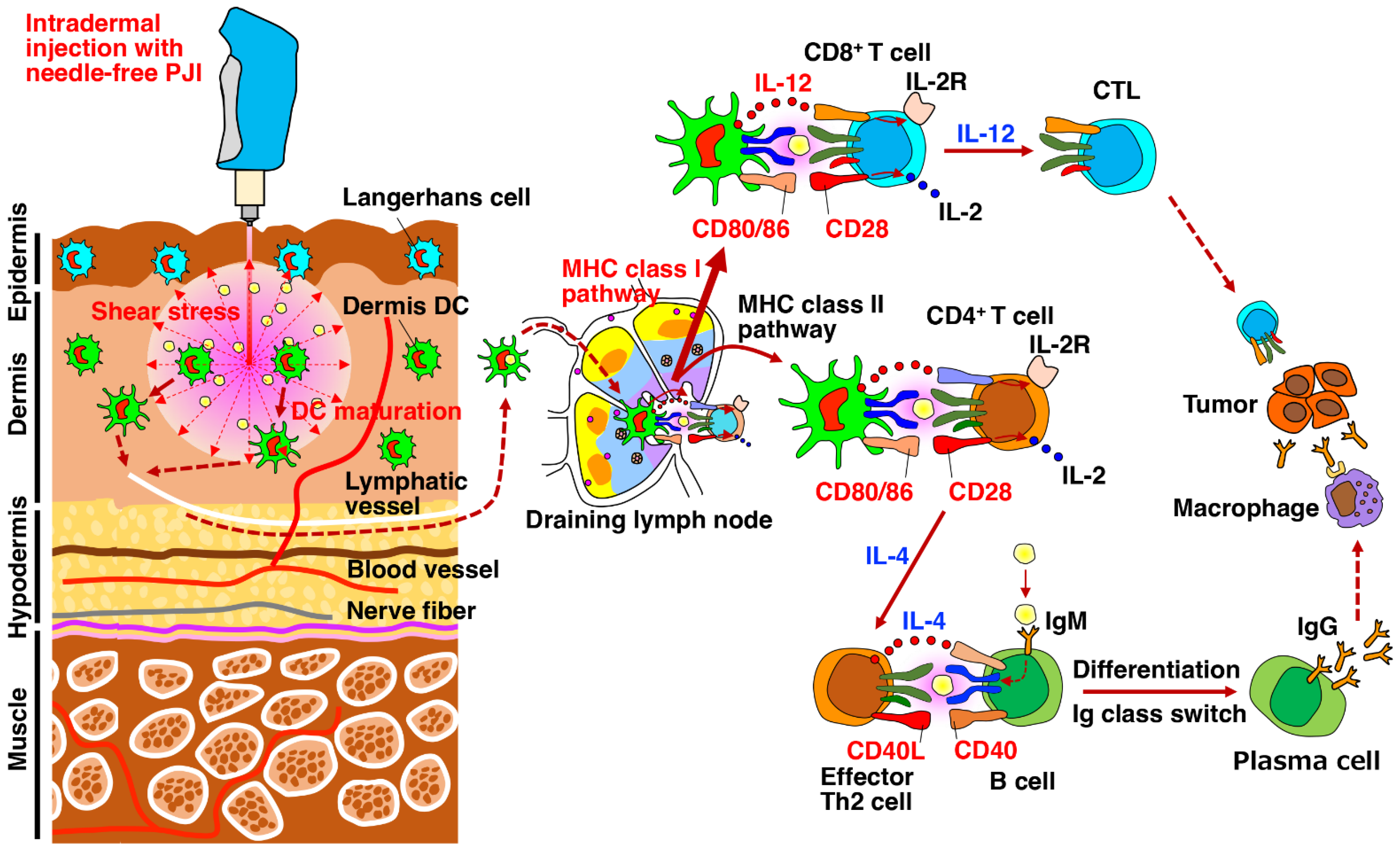 Ijms 24 09094 g005 Ijms 24 09094 g005