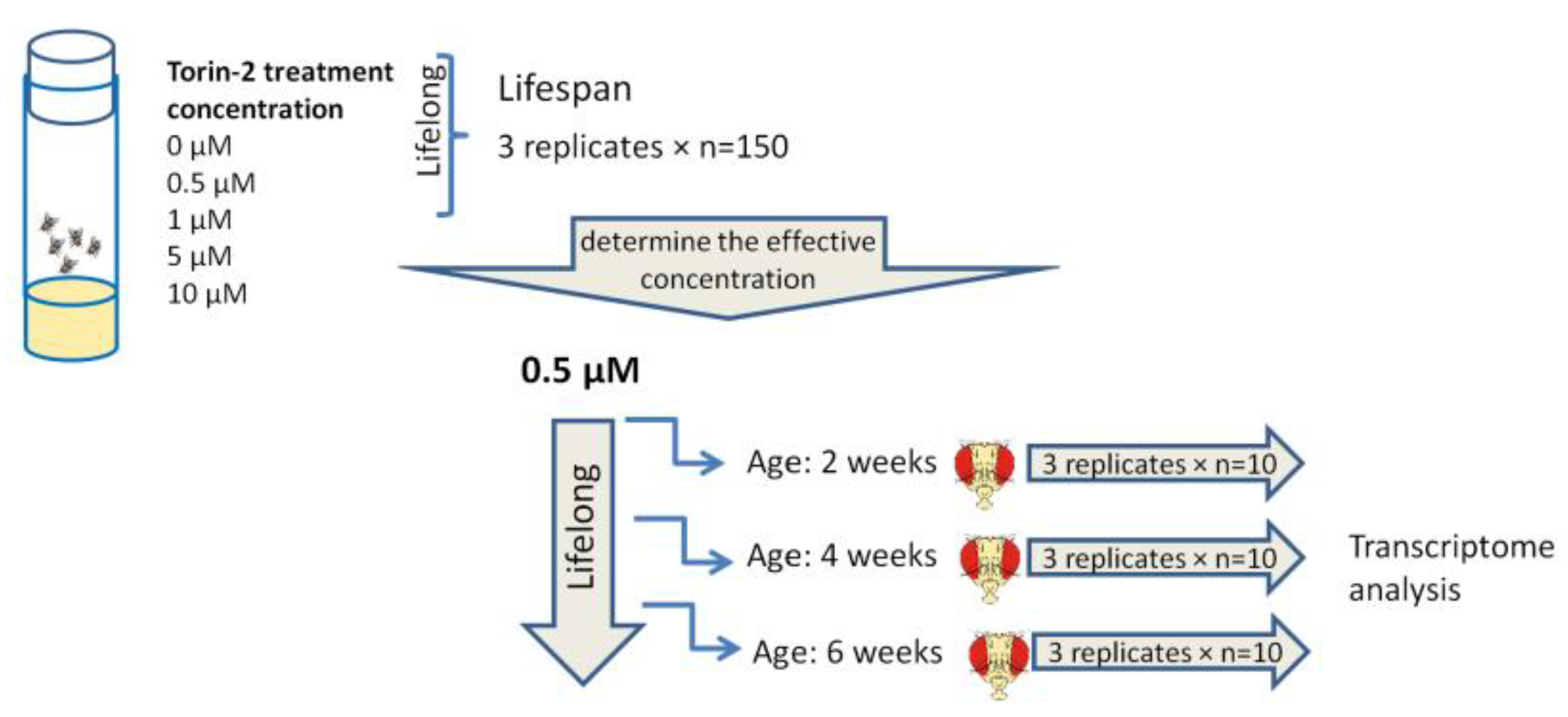 Transcriptomic Analysis of the Effect of Torin 2 on the Central Nervous System of Drosophila melanogaster
