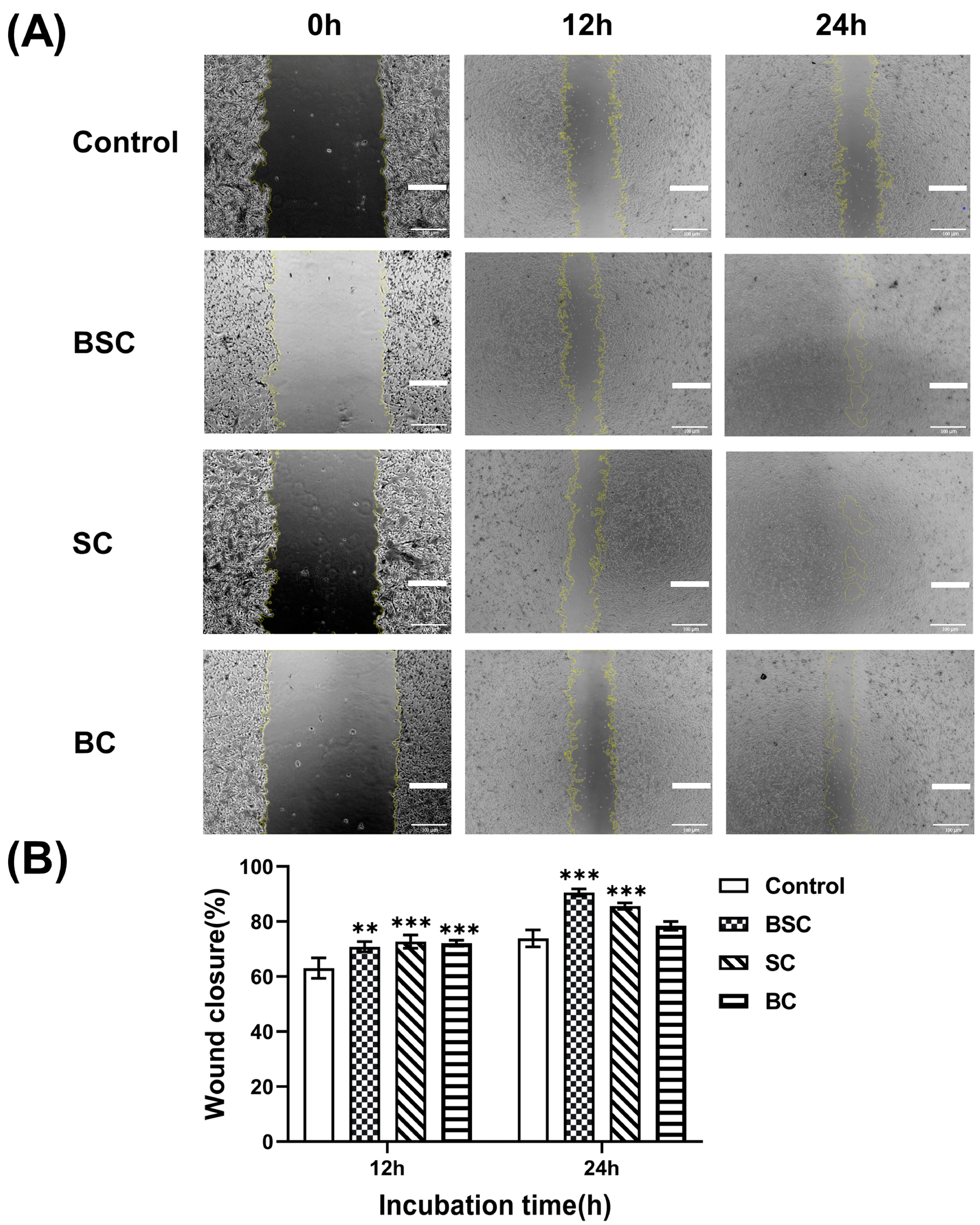 Ijms 24 09110 g002 Ijms 24 09110 g002