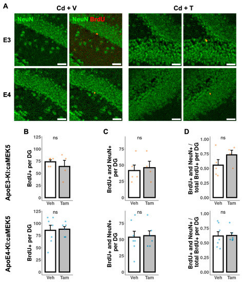 Inducible and Conditional Activation of Adult Neurogenesis