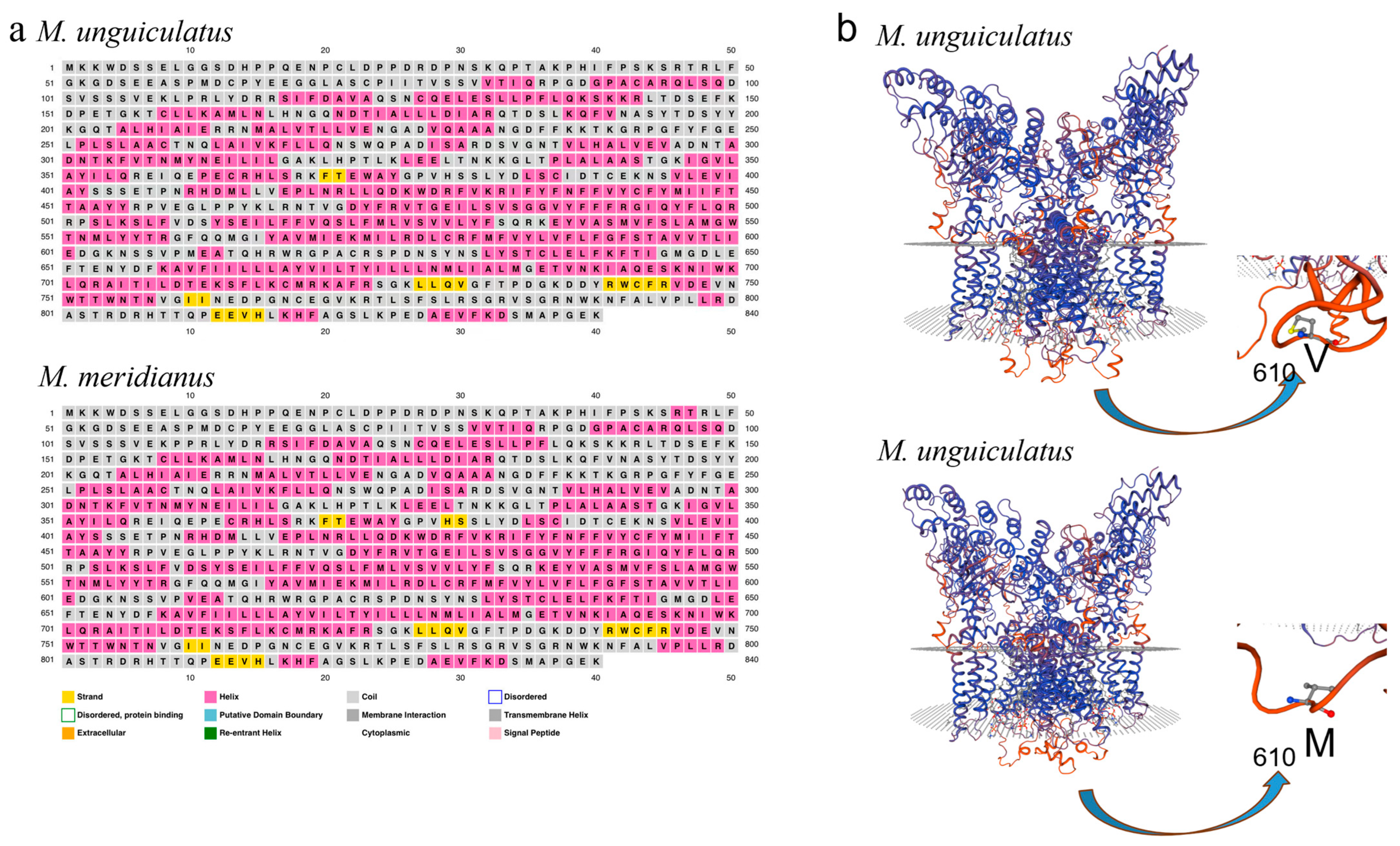 Genetic Diversity of a Heat Activated Channel—TRPV1 in Two