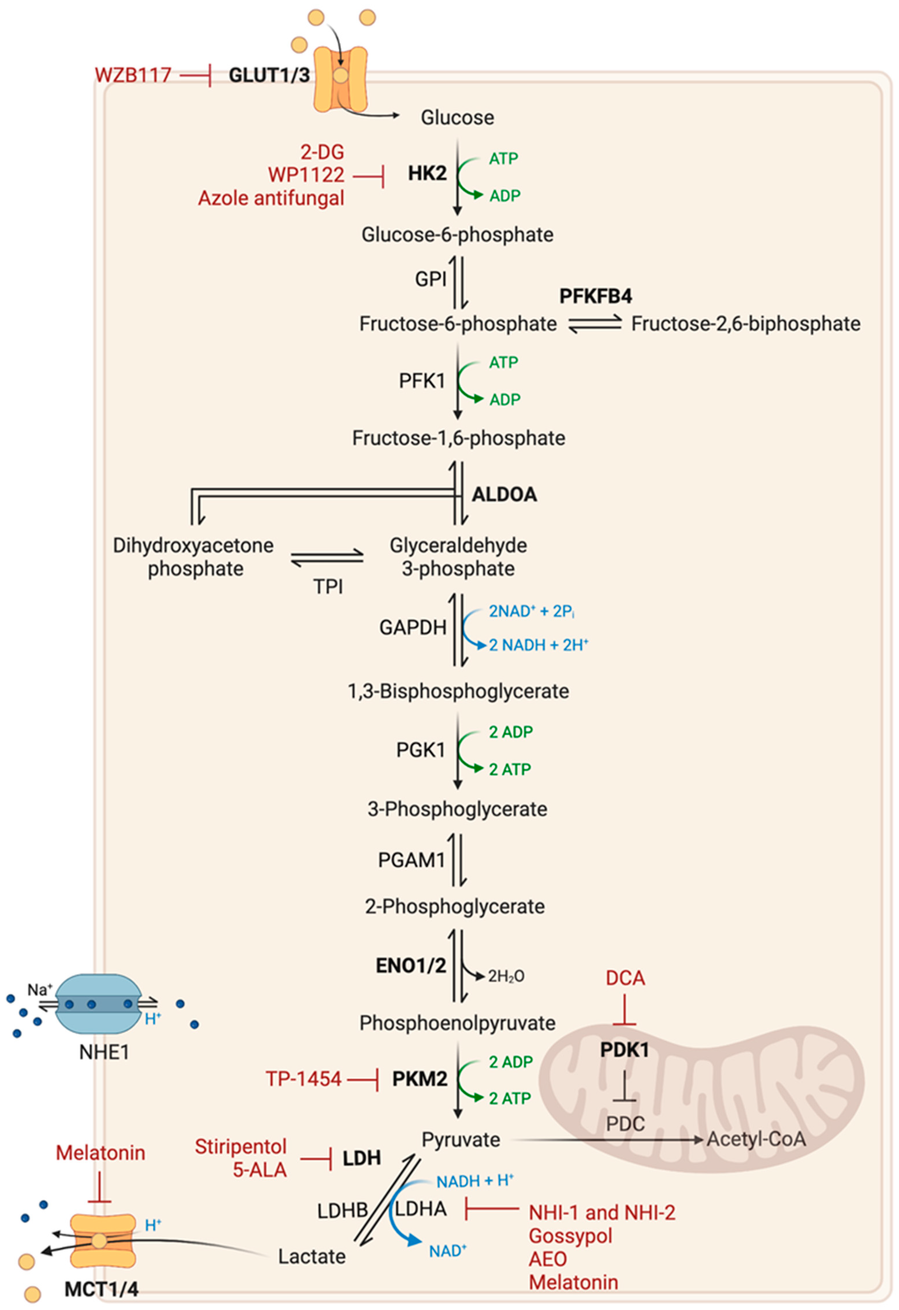 Ijms 24 09137 g002 Ijms 24 09137 g002