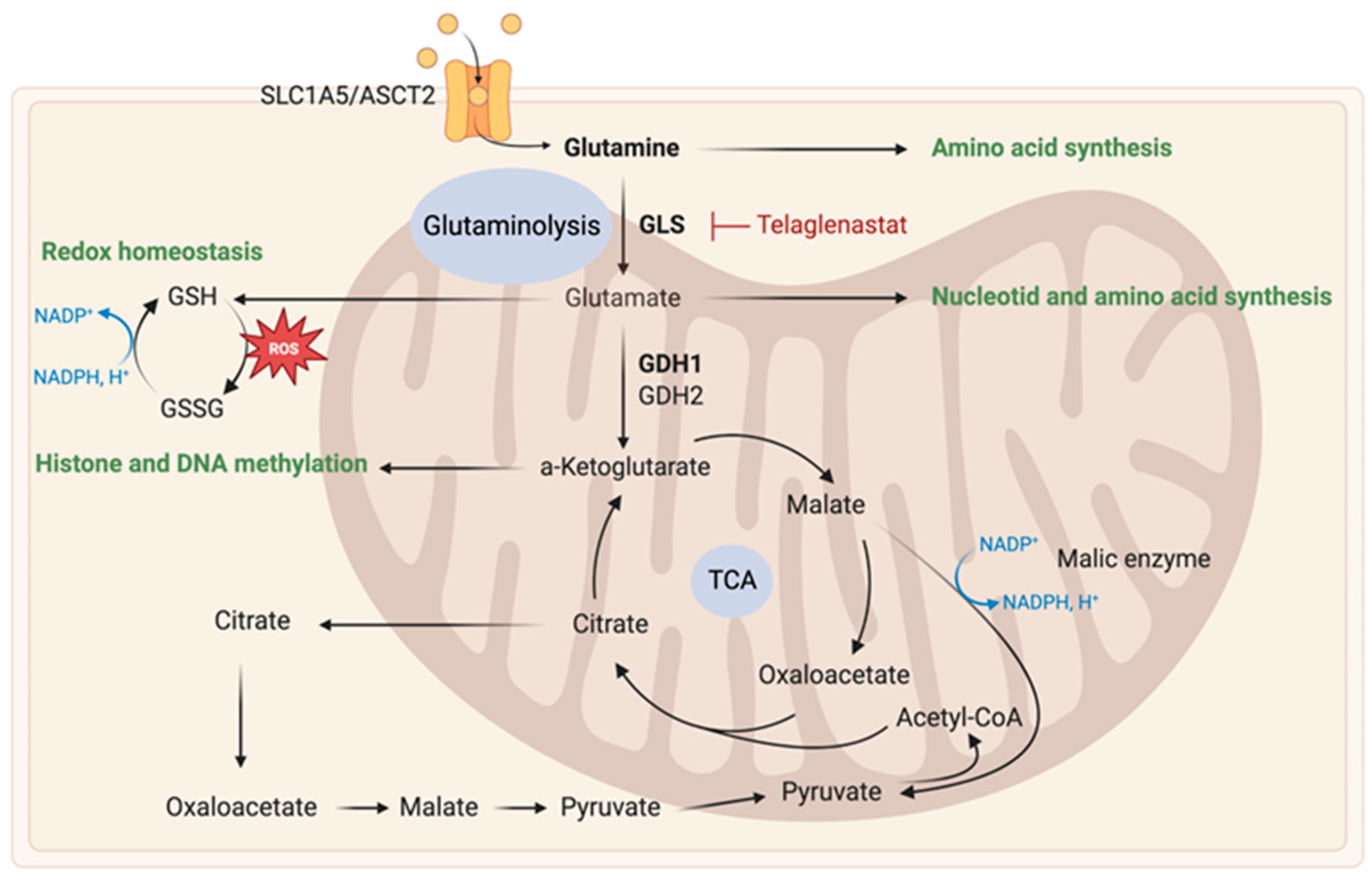Ijms 24 09137 g003 Ijms 24 09137 g003