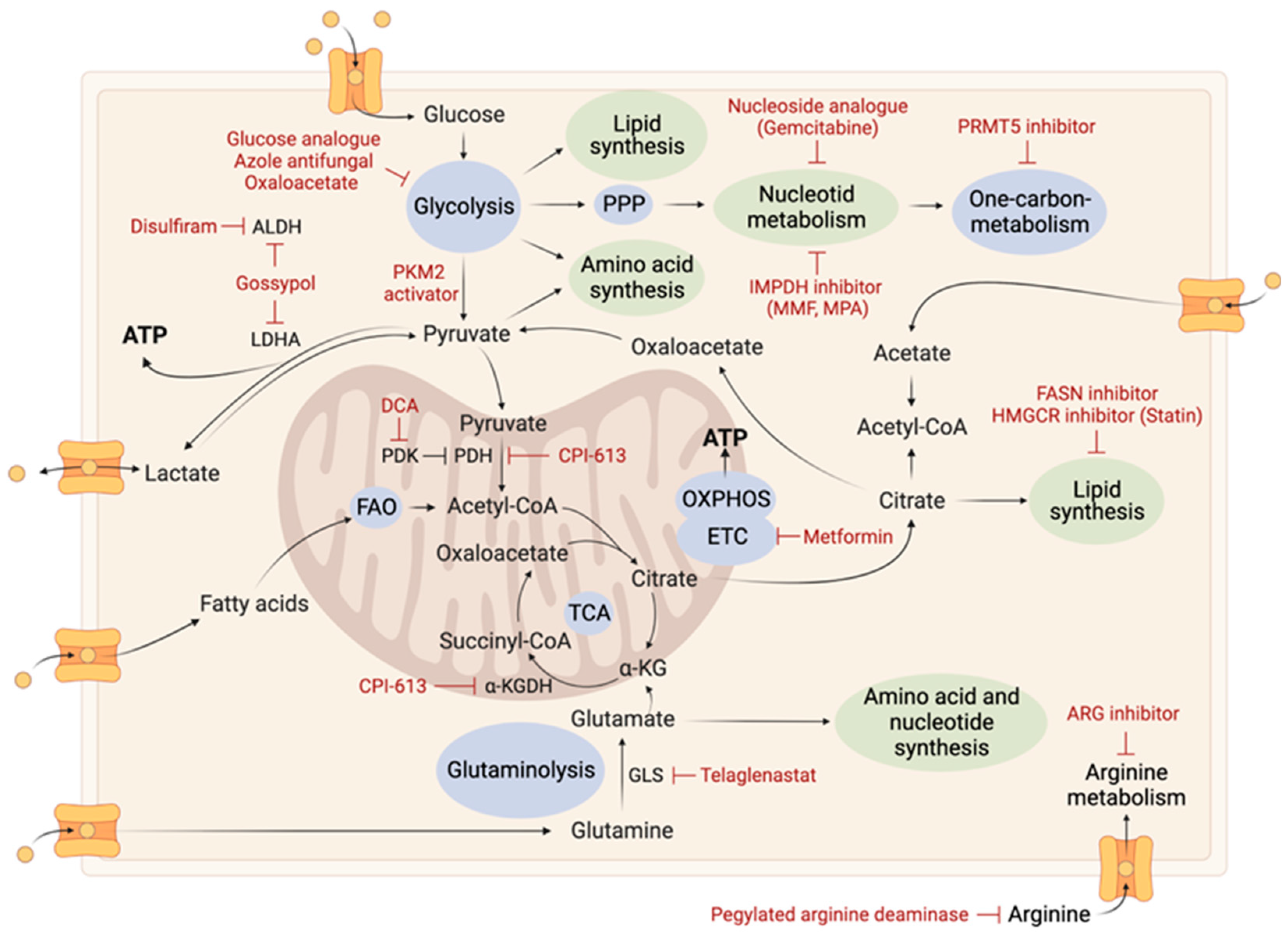 Ijms 24 09137 g007 Ijms 24 09137 g007