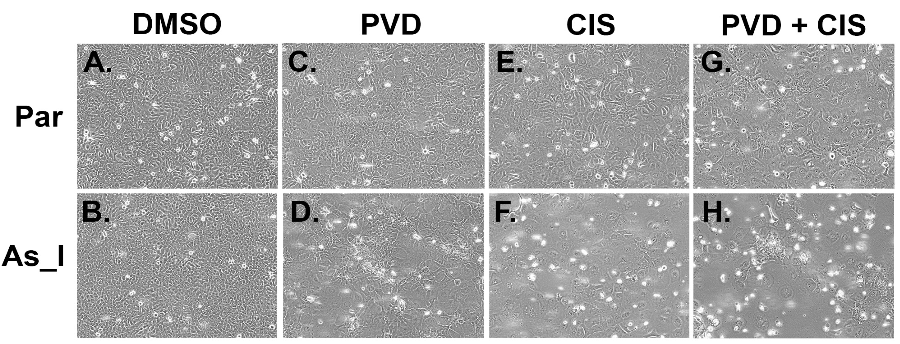 Ijms 24 09149 g006 Ijms 24 09149 g006
