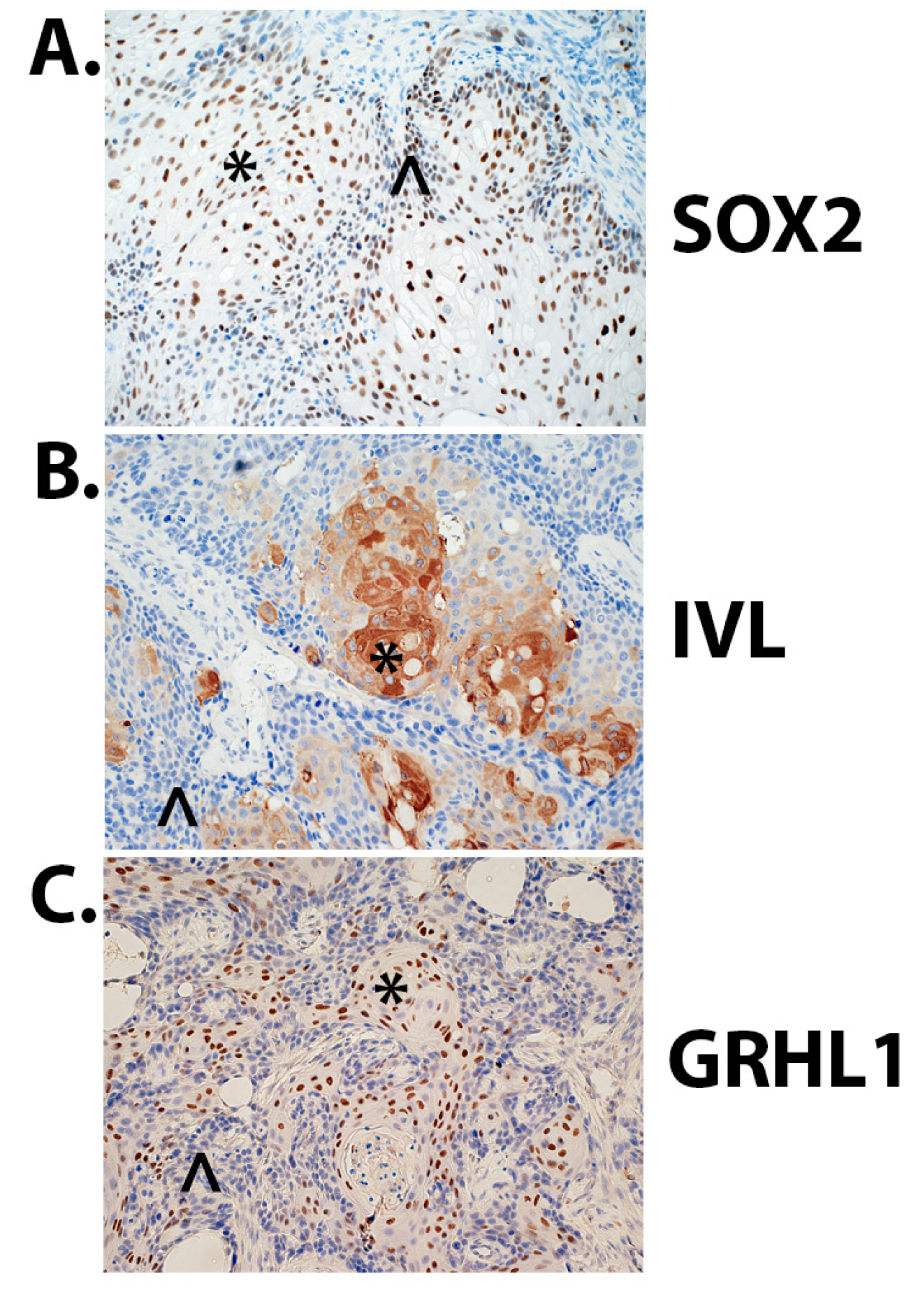 Ijms 24 09149 g010 Ijms 24 09149 g010