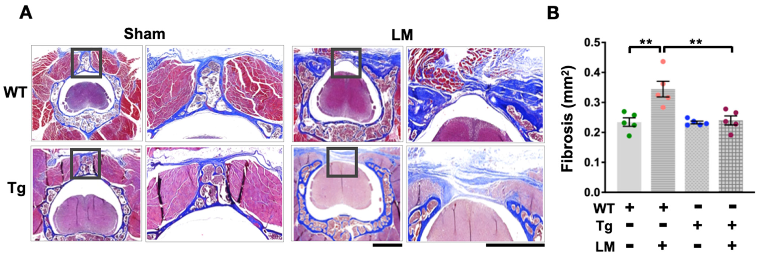 Ijms 24 09158 g004 Ijms 24 09158 g004