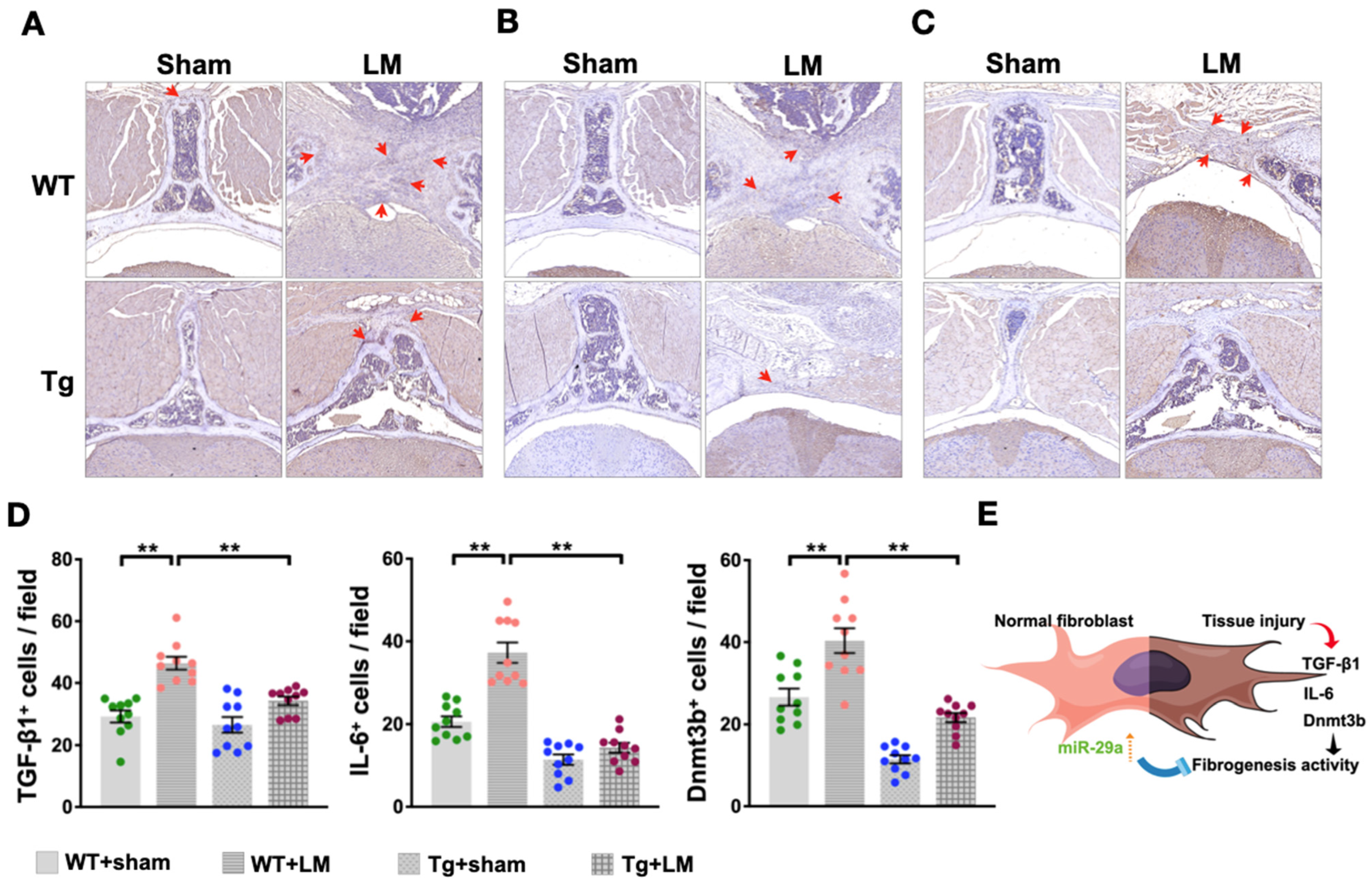 Ijms 24 09158 g005 Ijms 24 09158 g005
