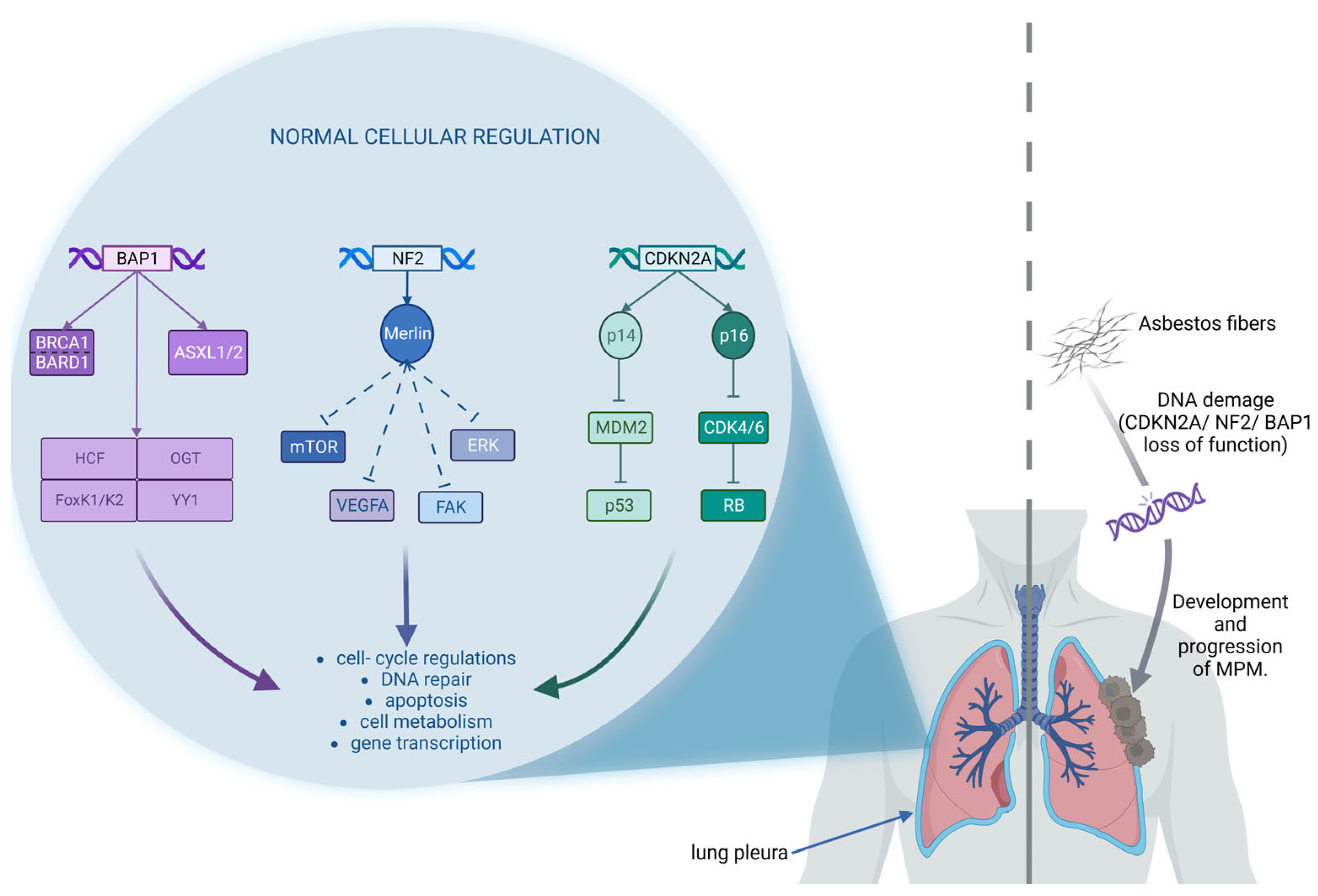 IJMS Free FullText Target Therapy in Malignant Pleural