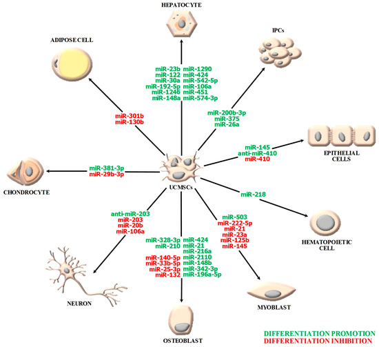 IJMS | Free Full-Text | MiRNA-Guided Regulation Of Mesenchymal.