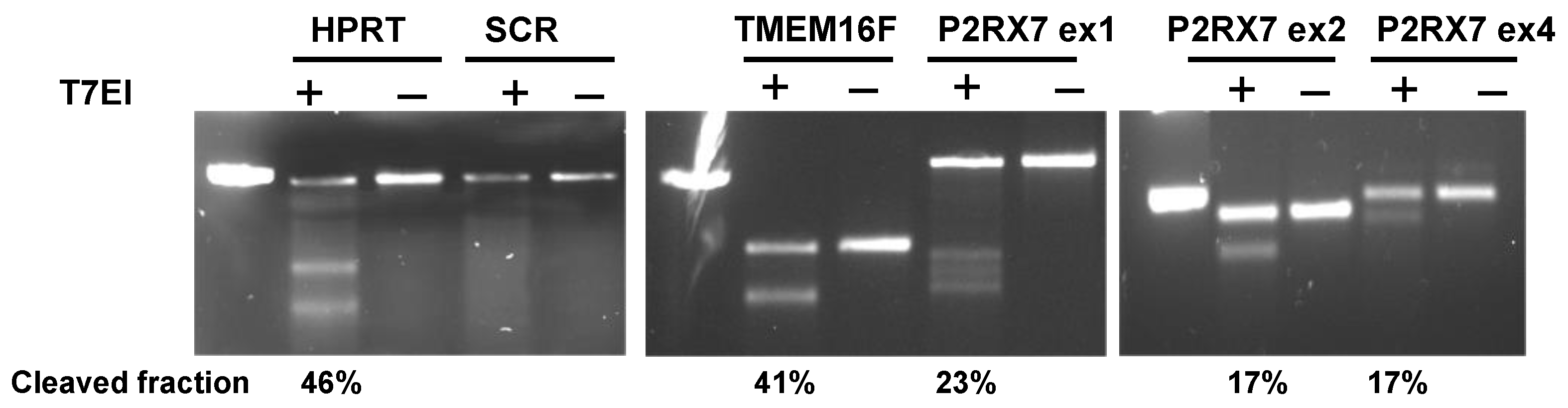 Ijms 24 09191 g002 Ijms 24 09191 g002